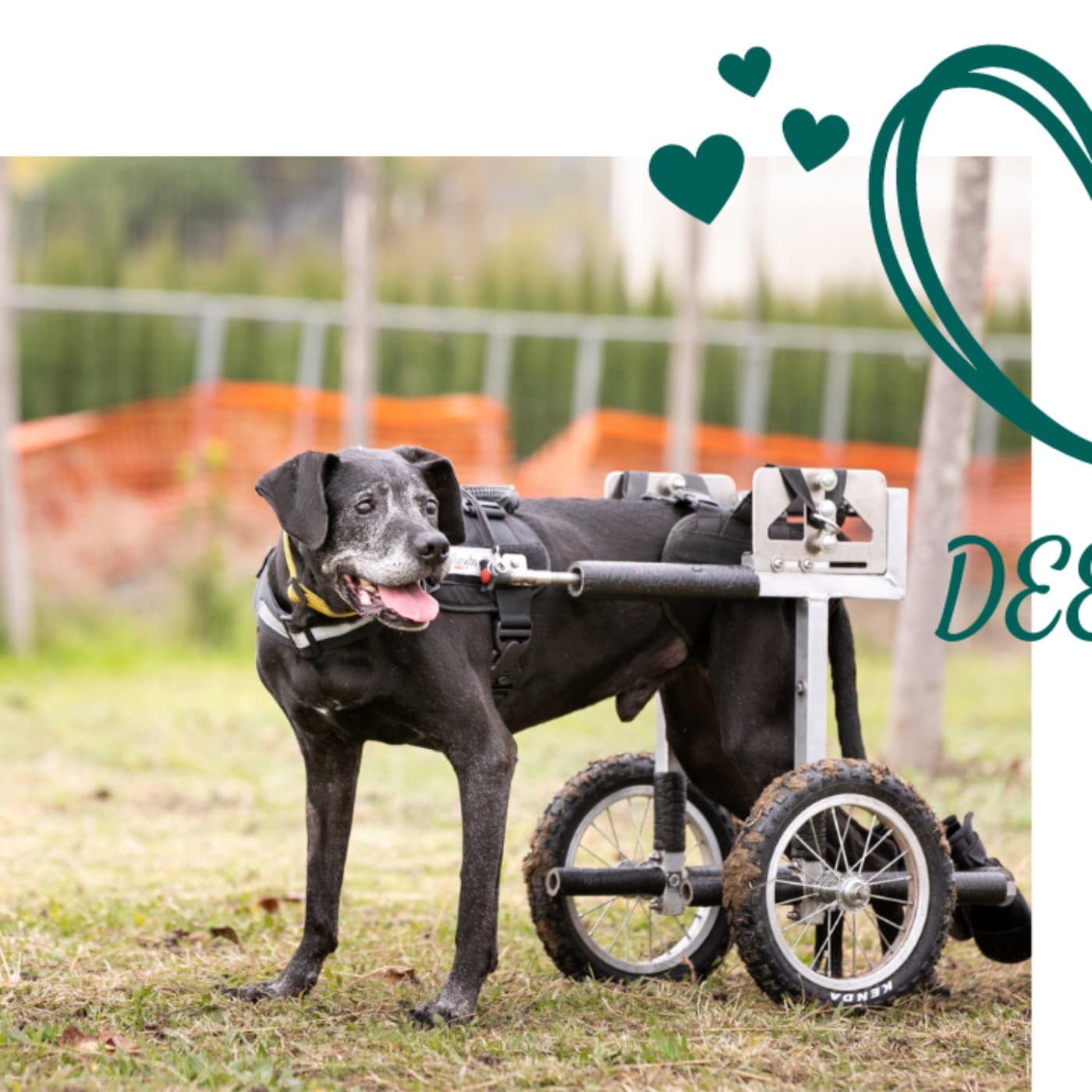 DeeDee on Wheels - Podcasts