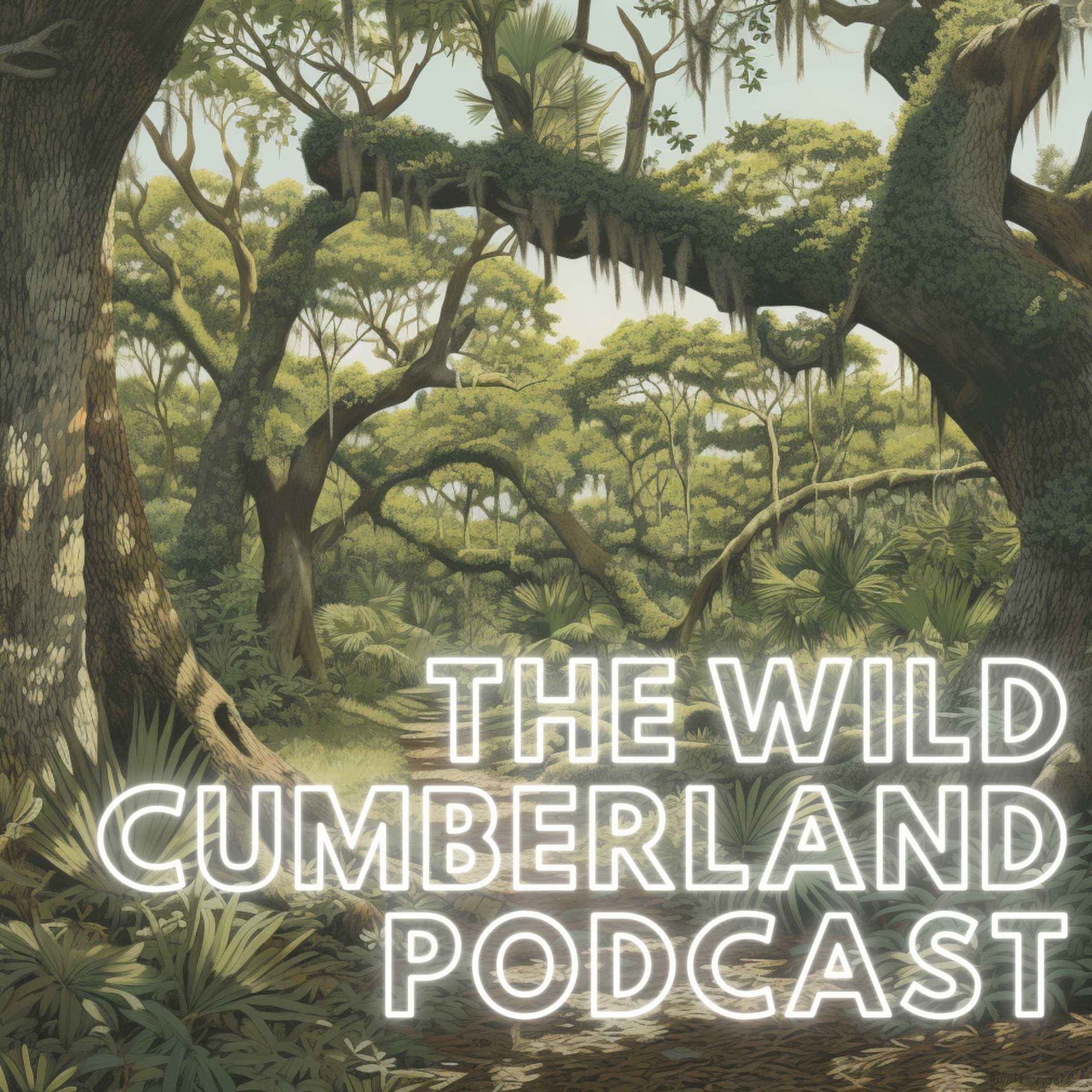 The Wild Cumberland Podcast - Podcasts