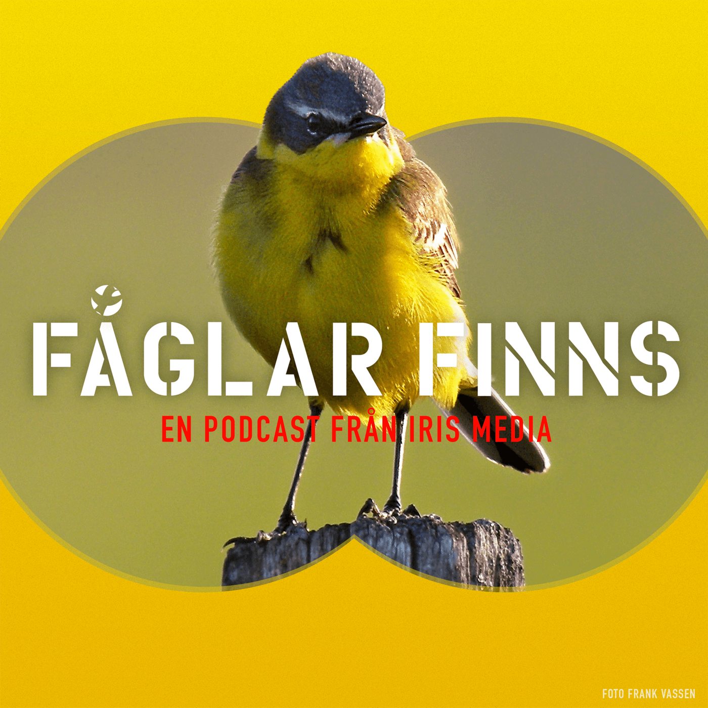 Fåglar finns - Podcasts