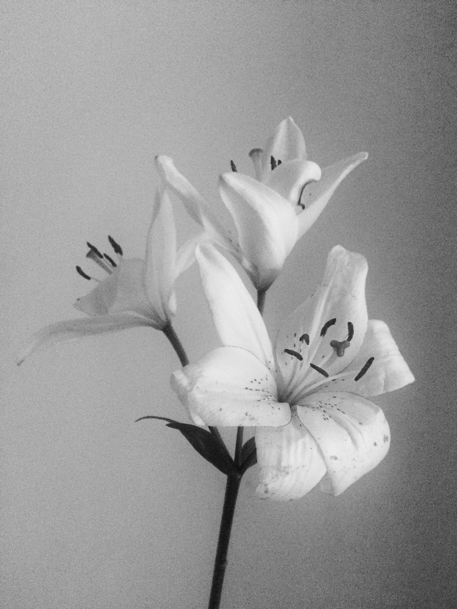 Fem Poem - Podcasts