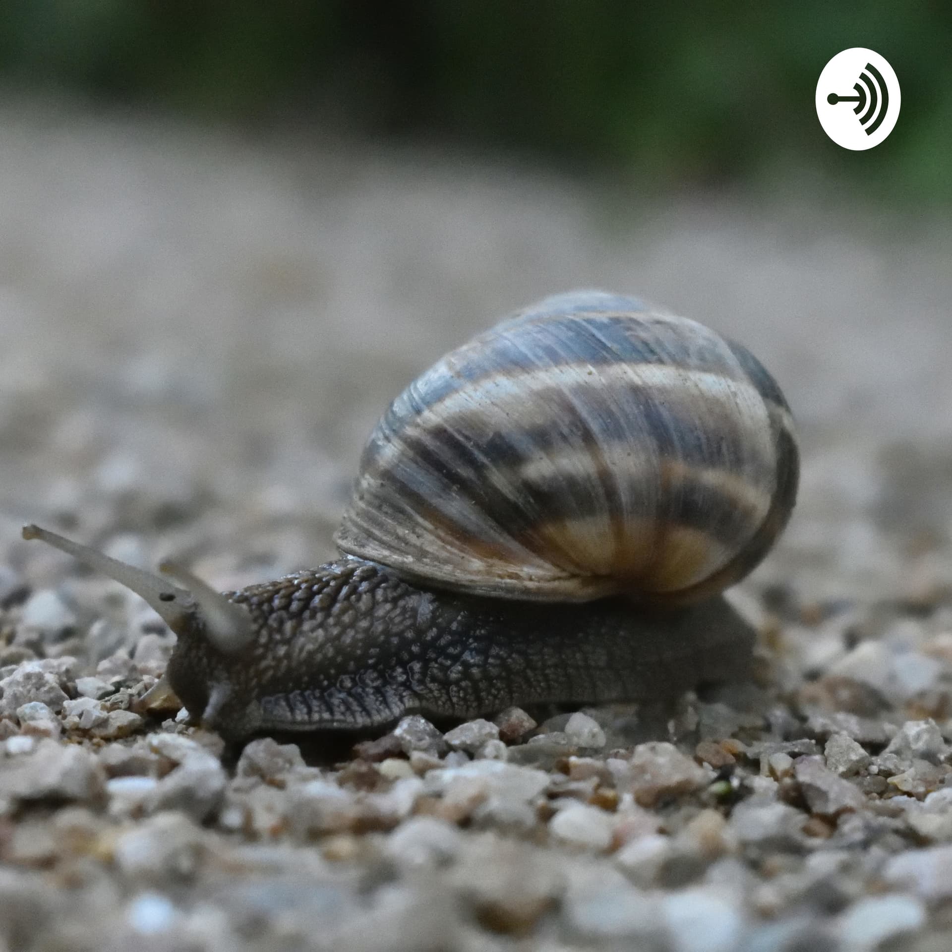 Camins de contes - Podcasts