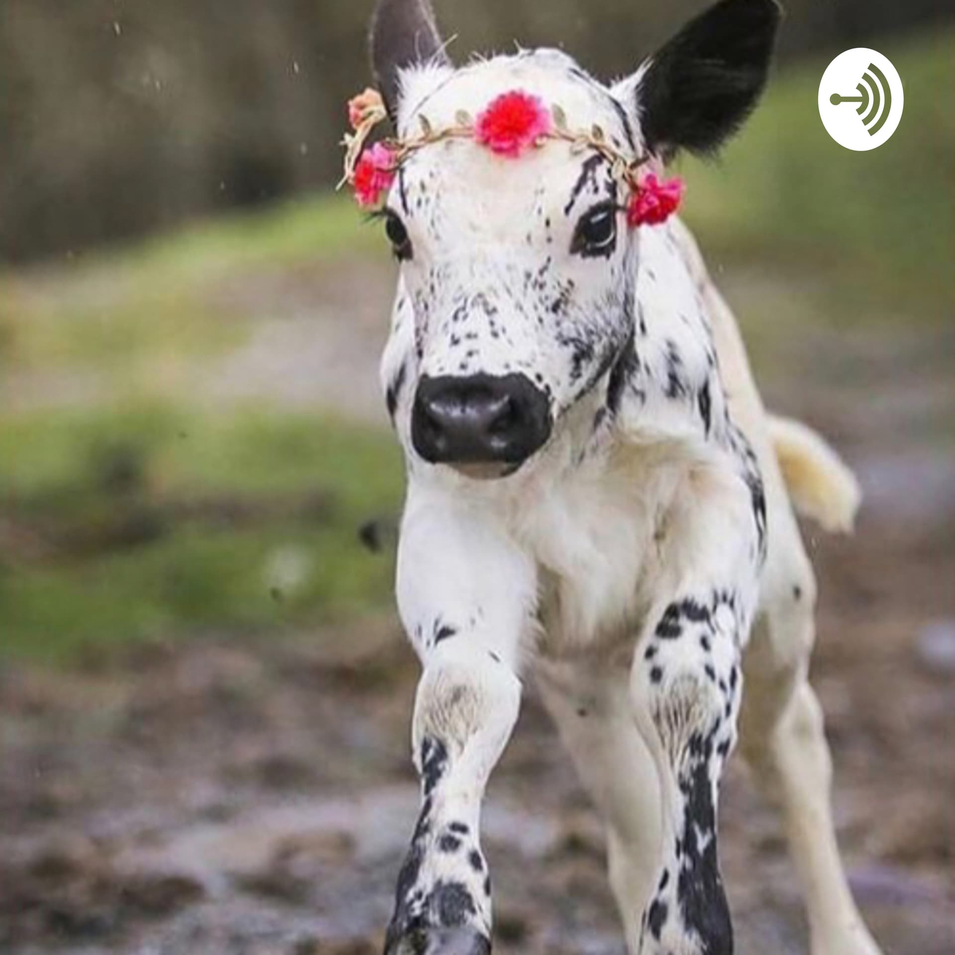Veganismo é Amor! - Podcasts