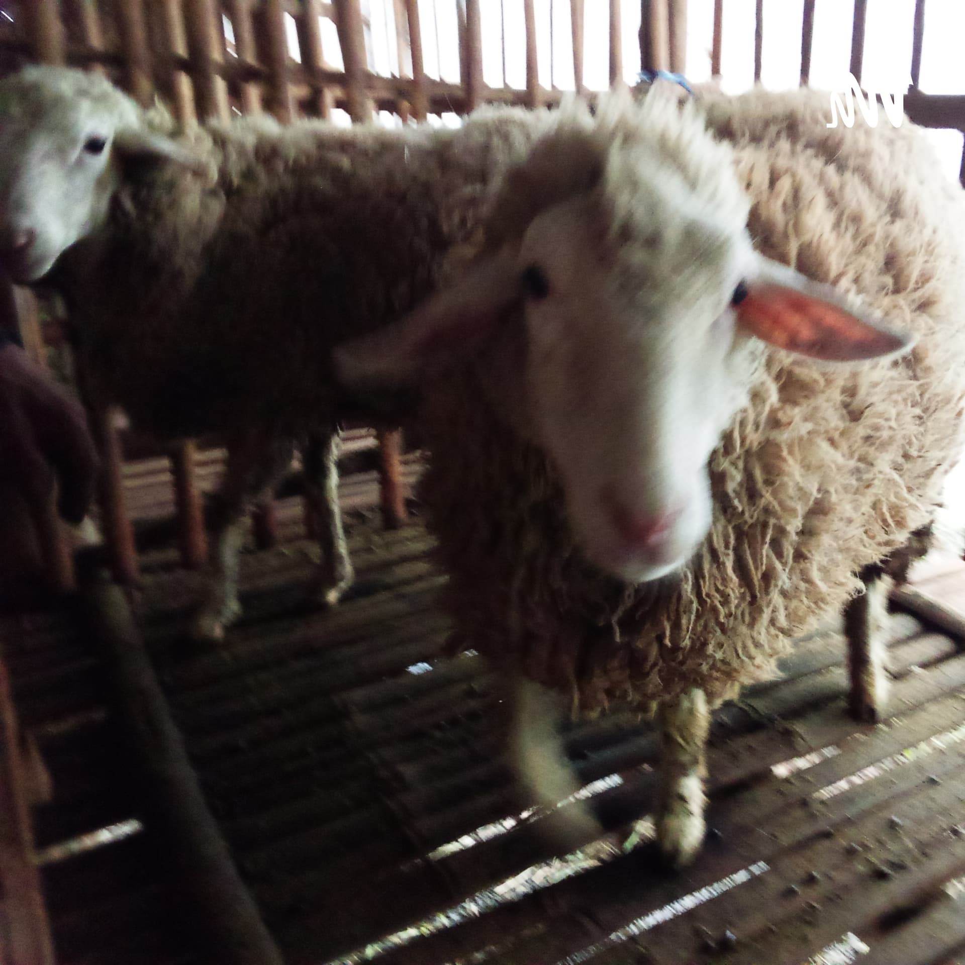 Agribisnis Ternak Ruminansia