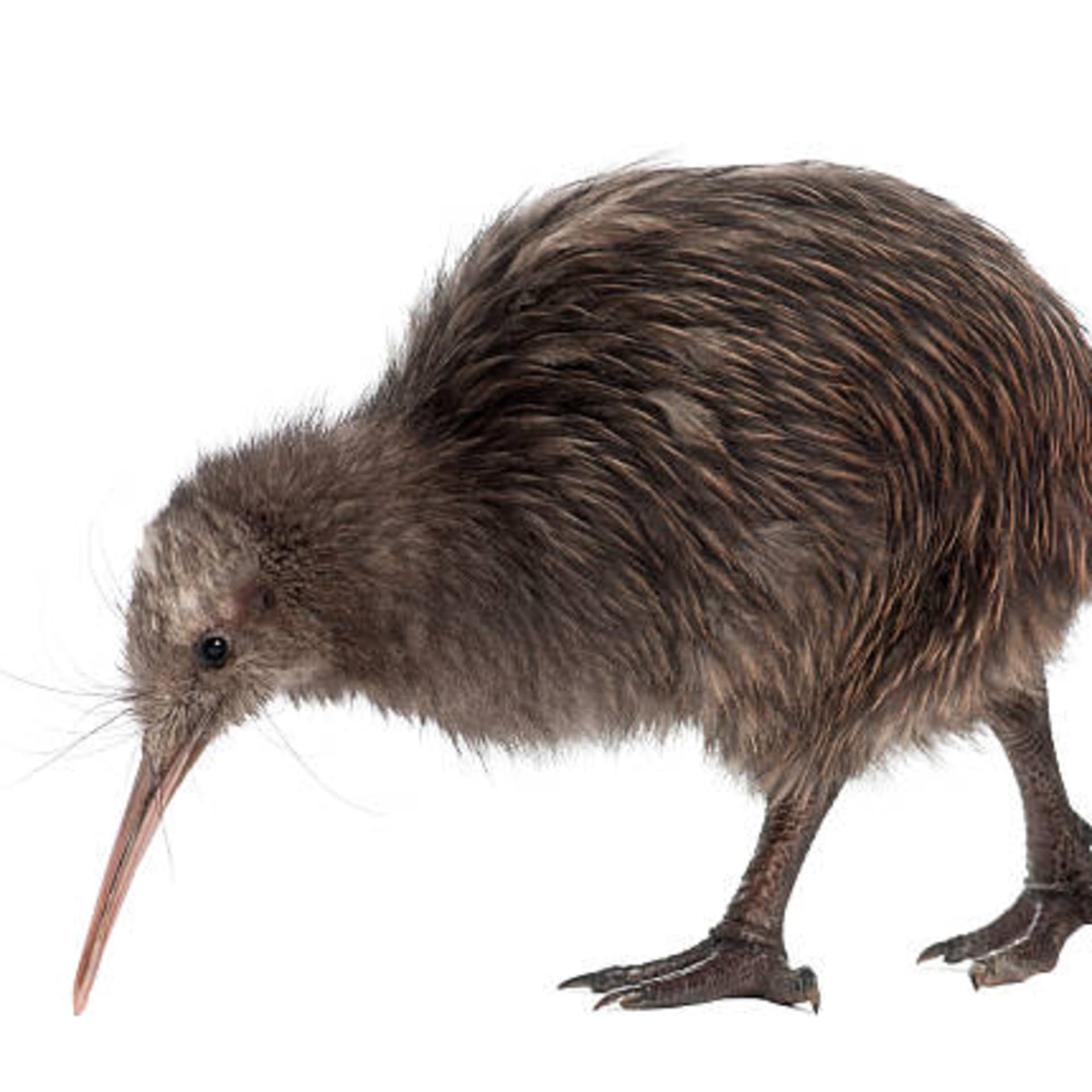 Endangered species n
