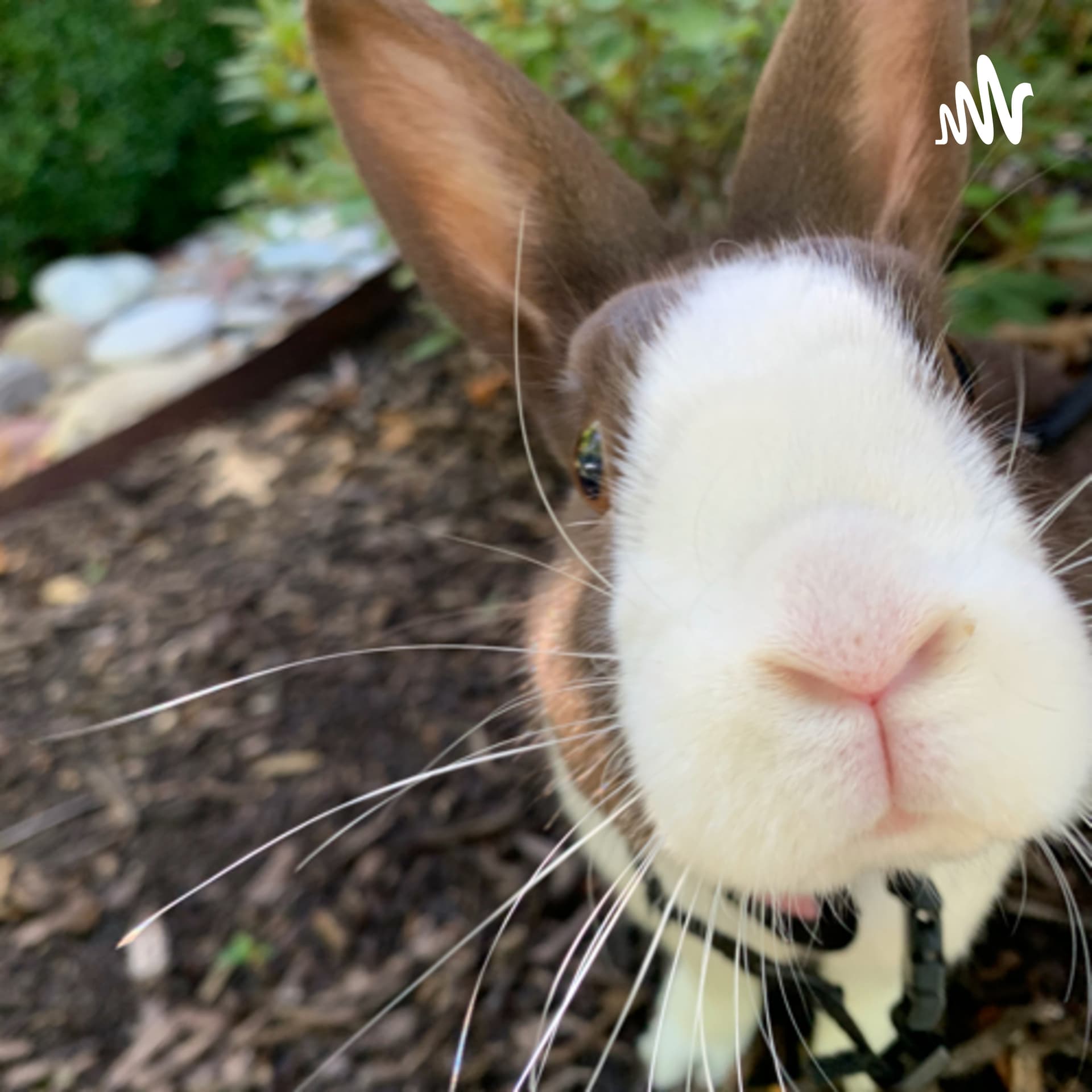 Read To A Bunny - Podcasts