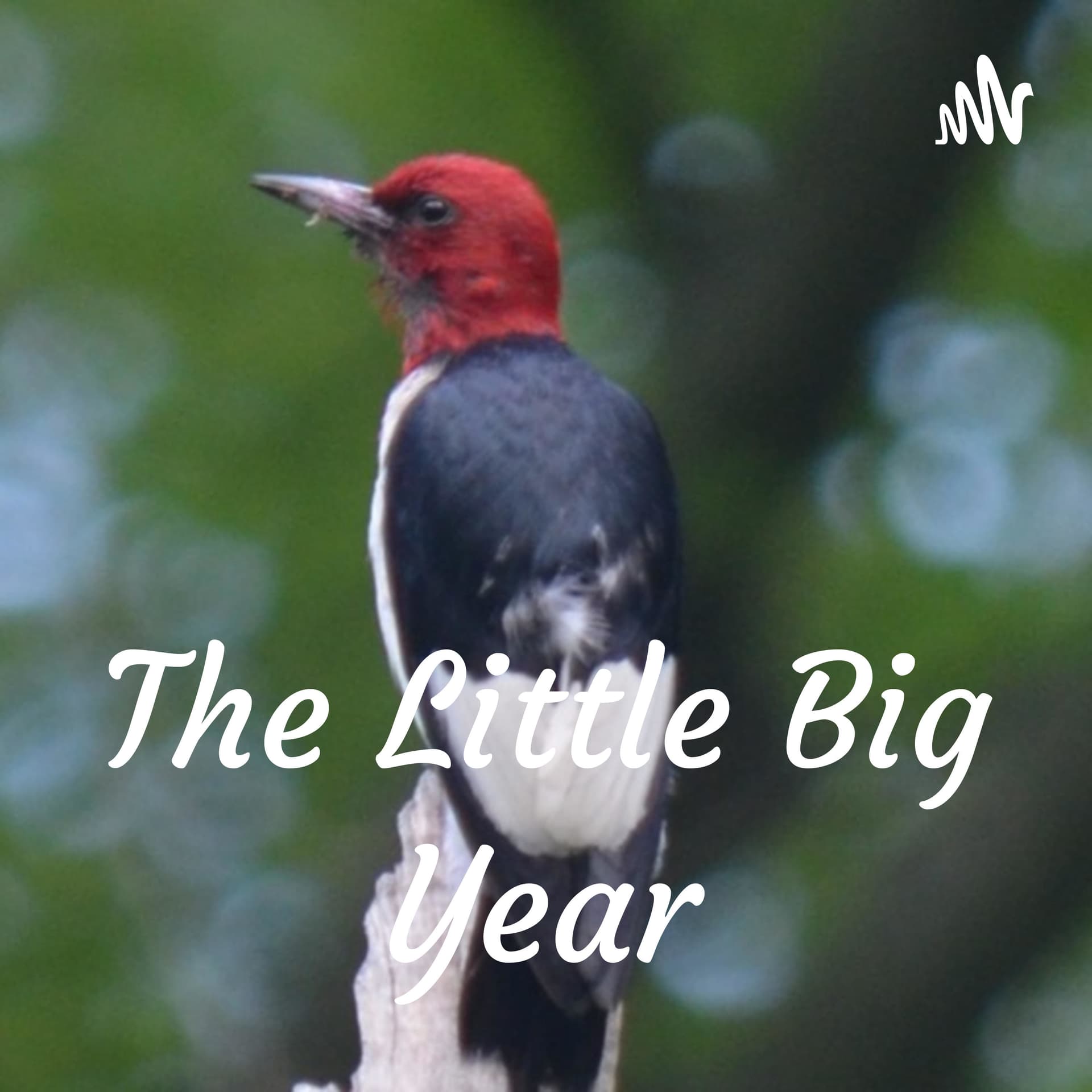The Little Big Year