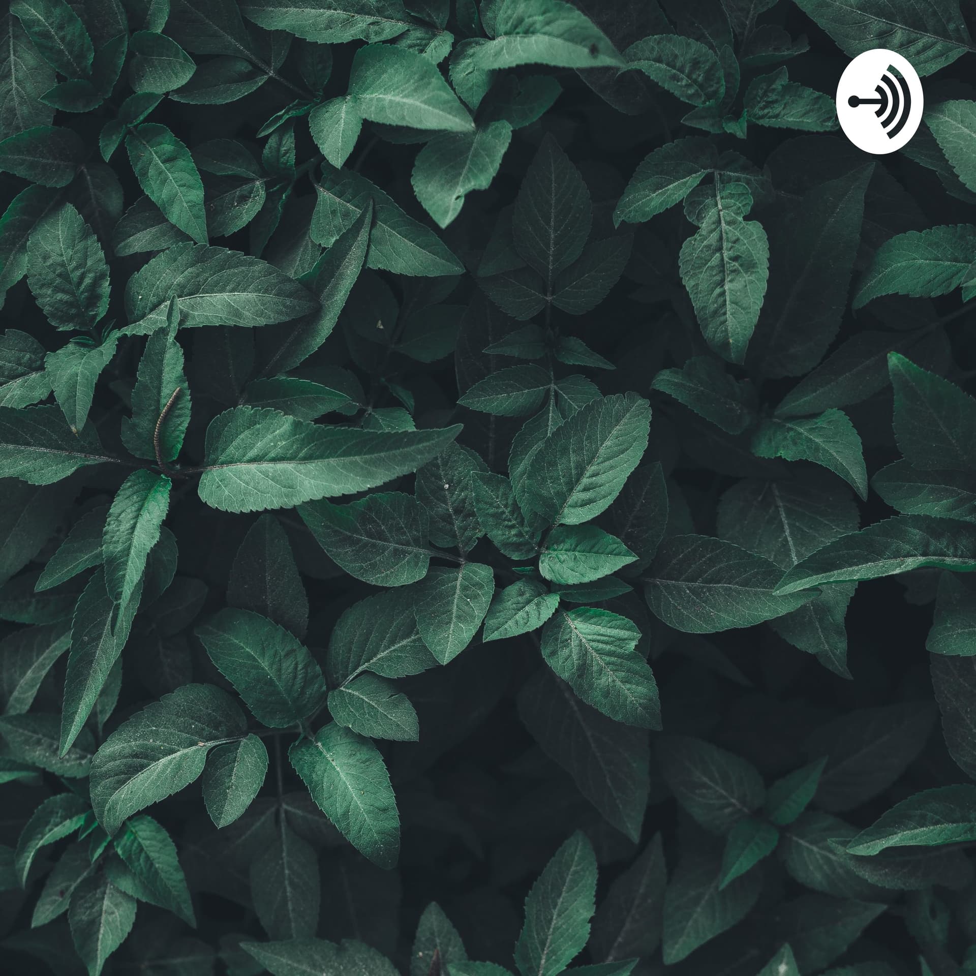 Metapolitika - Podcasts