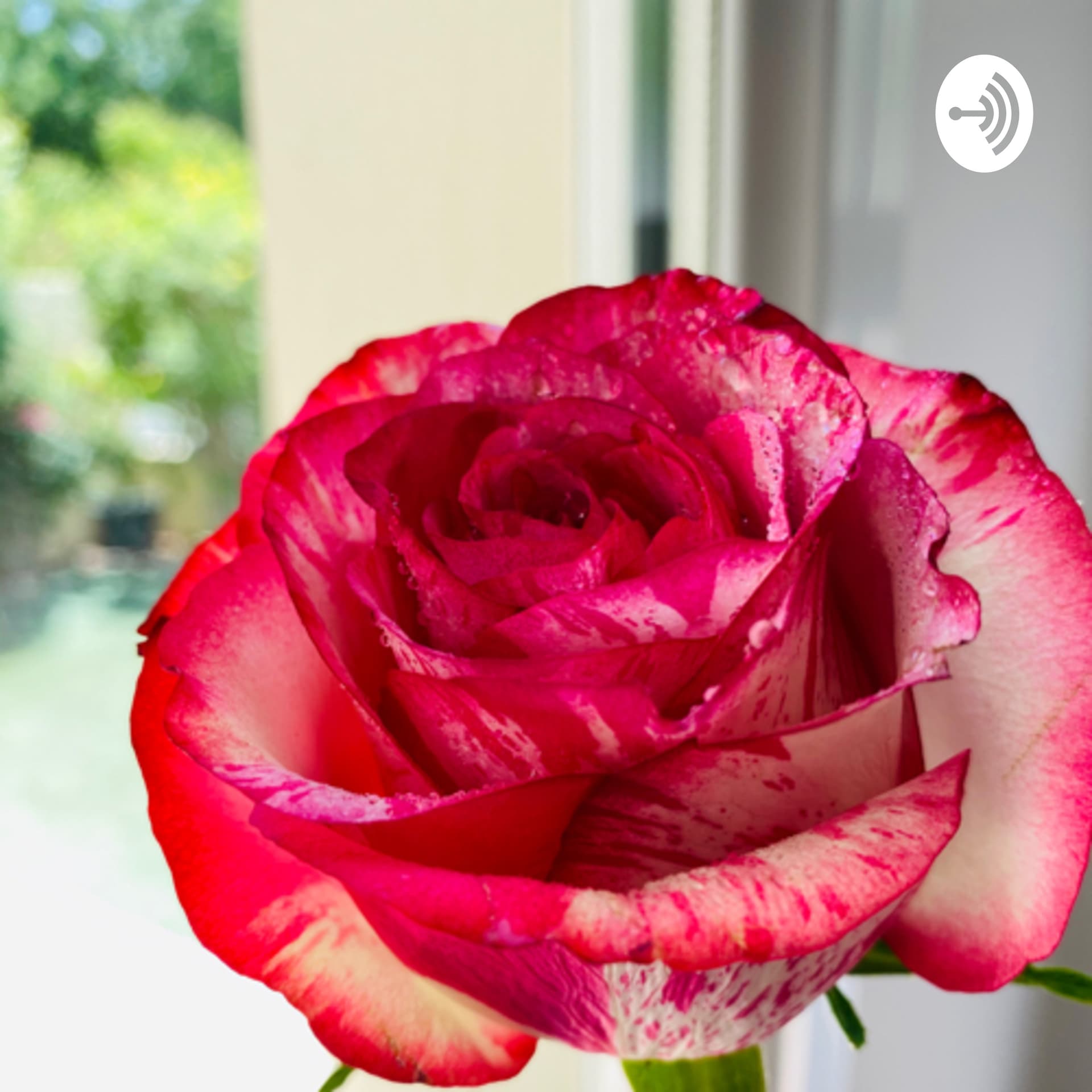 Bybel Tyd - Podcasts