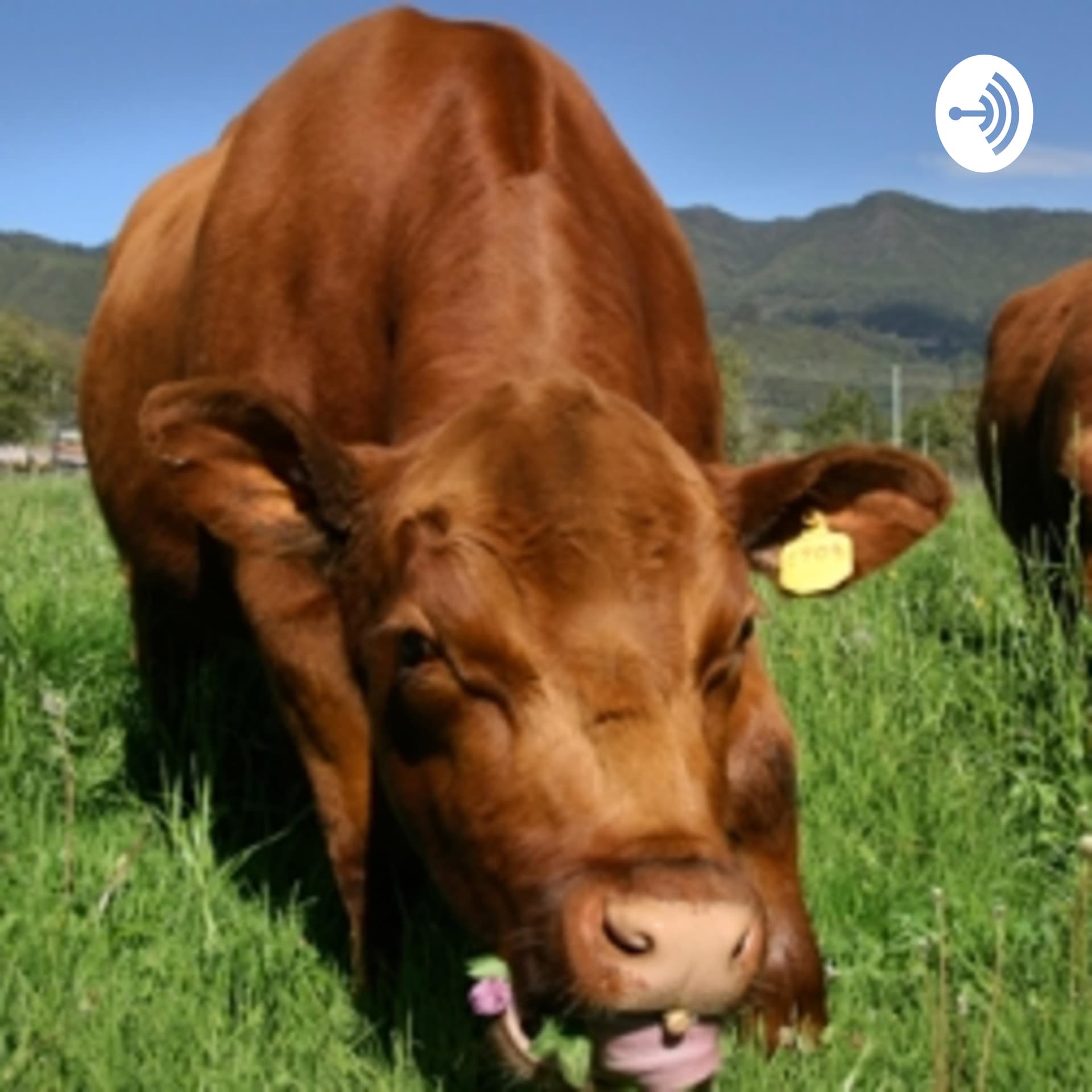 Alimentación Bovina - Podcasts