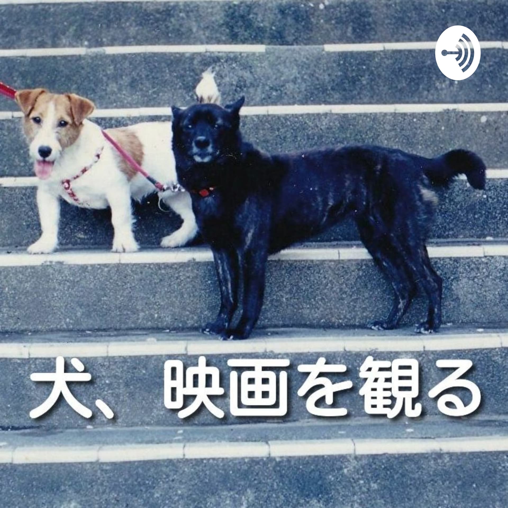 犬、映画を観る - Podcasts
