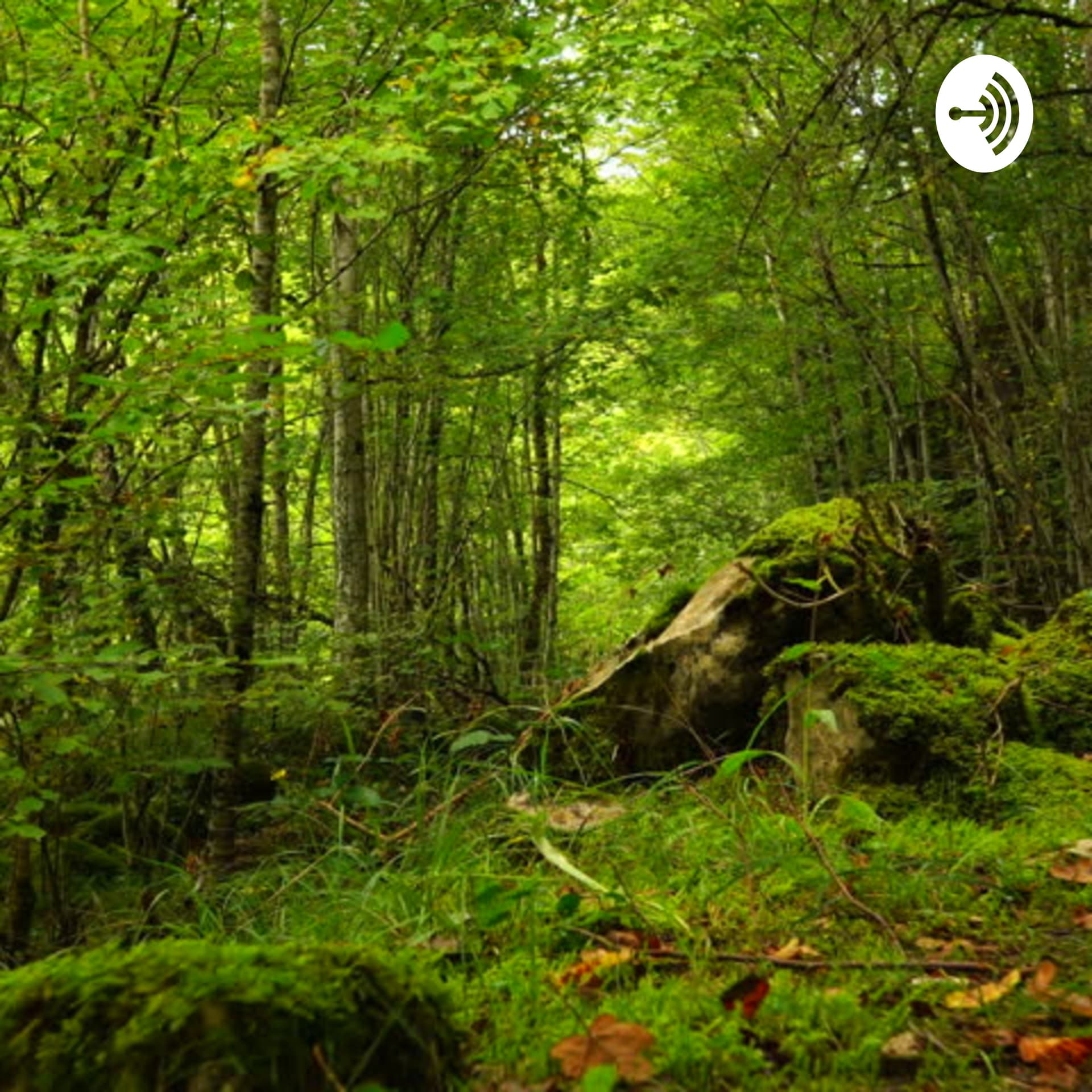 In the Large wild forest -SURVIVE- - Podcasts