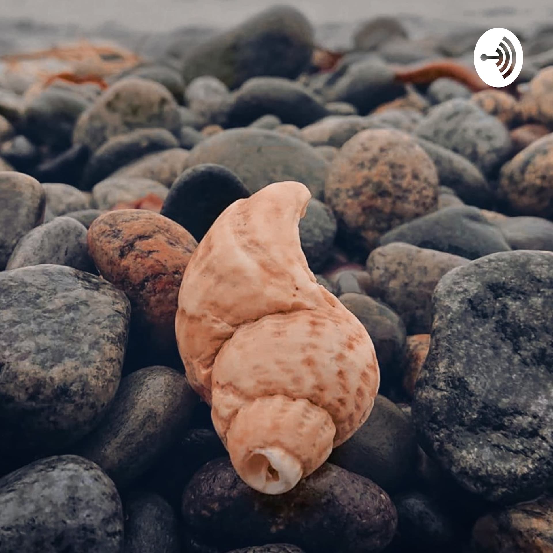 Profists - Podcasts