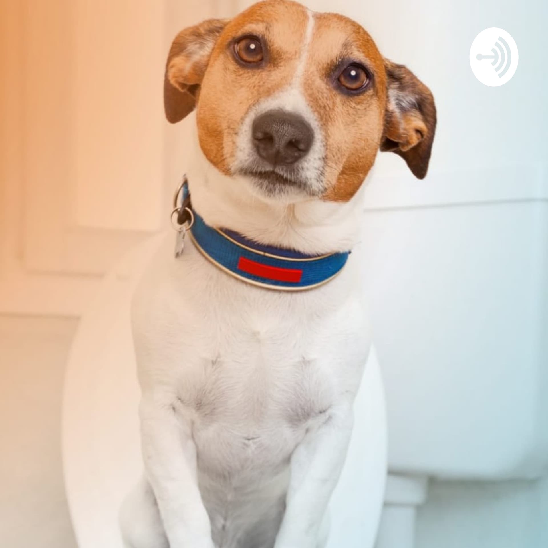 4 Patas Cast - Podcasts