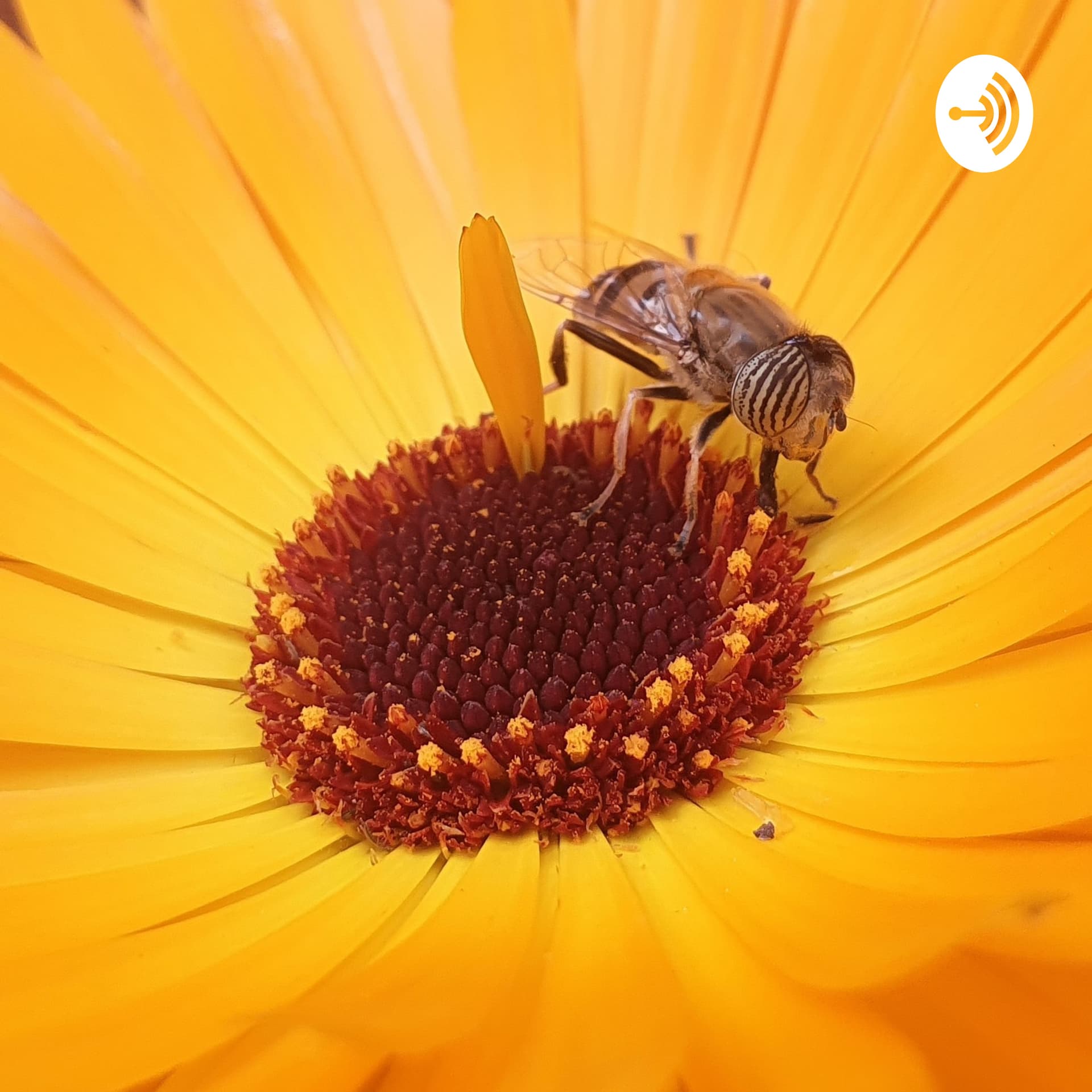Como hacer tu vida 100% sostenible - Podcasts