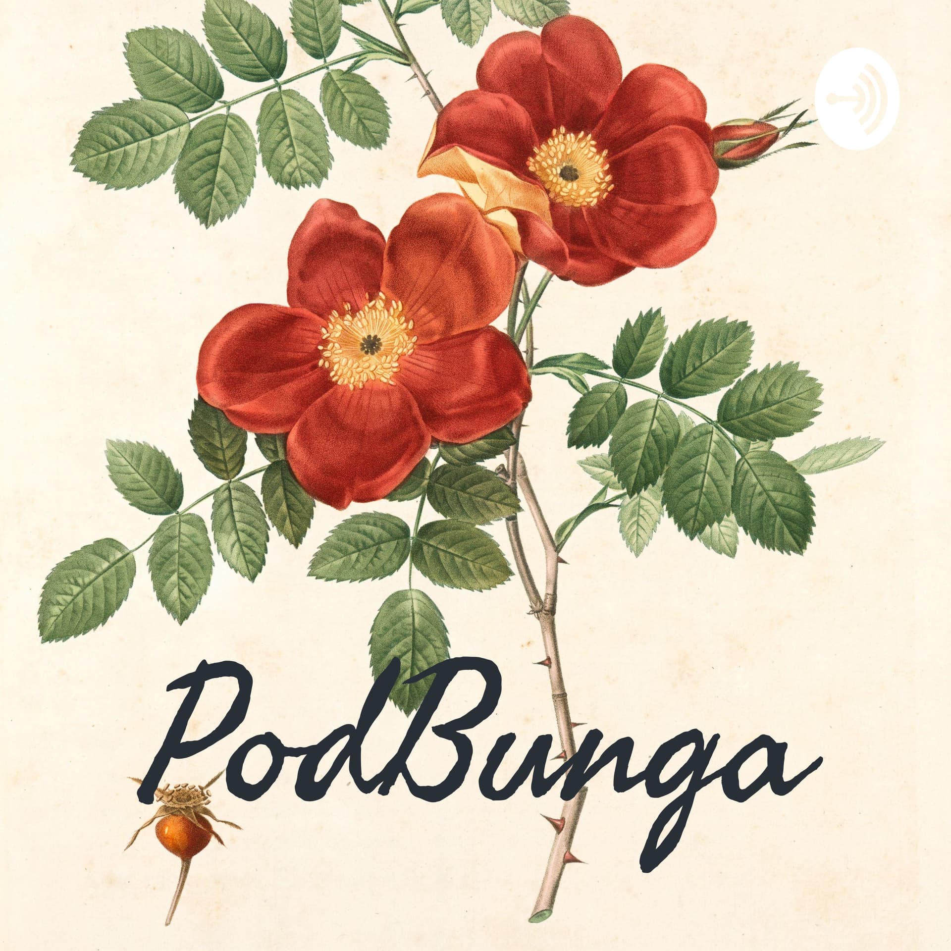 PodBunga - Podcasts