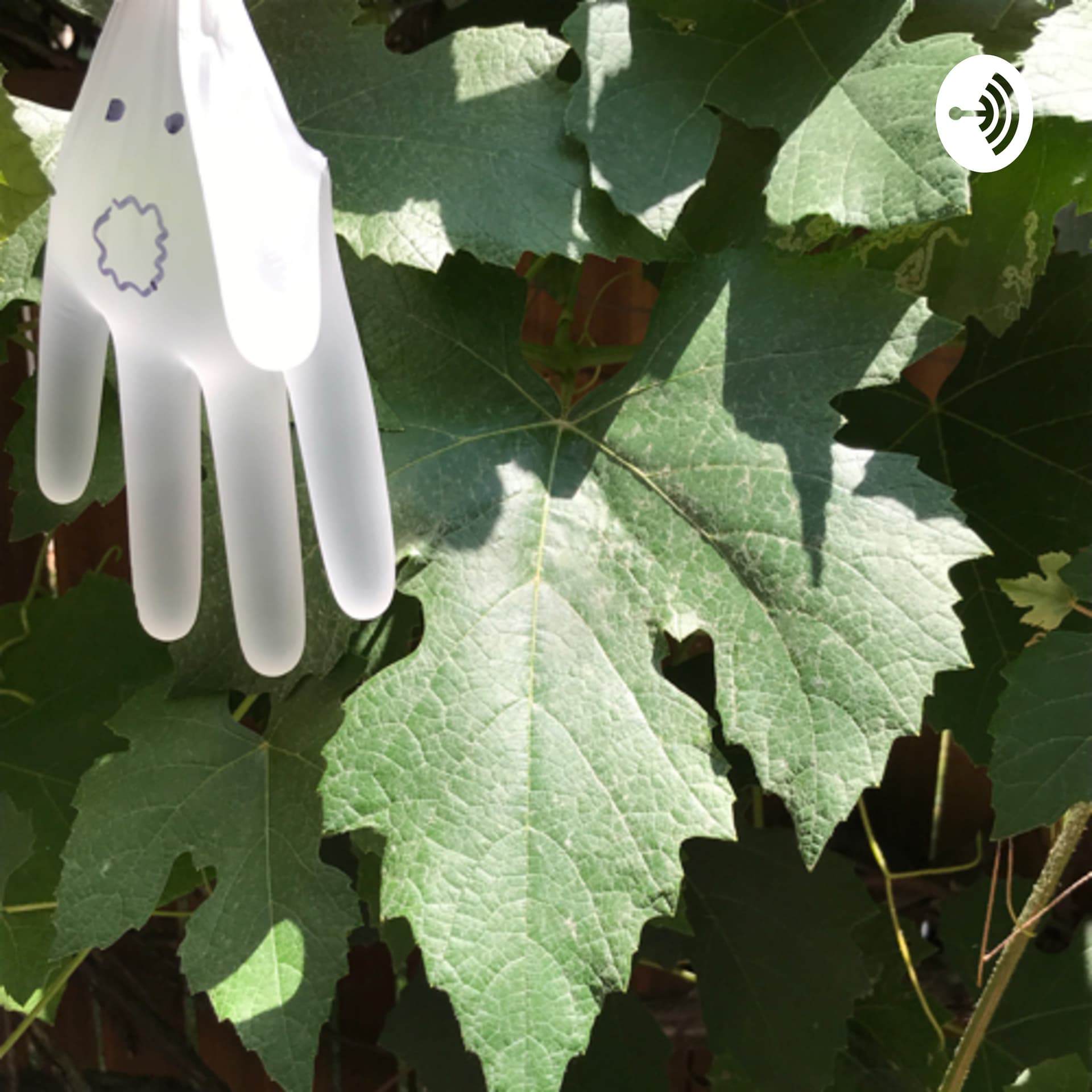 The Grape Leaf - Podcasts