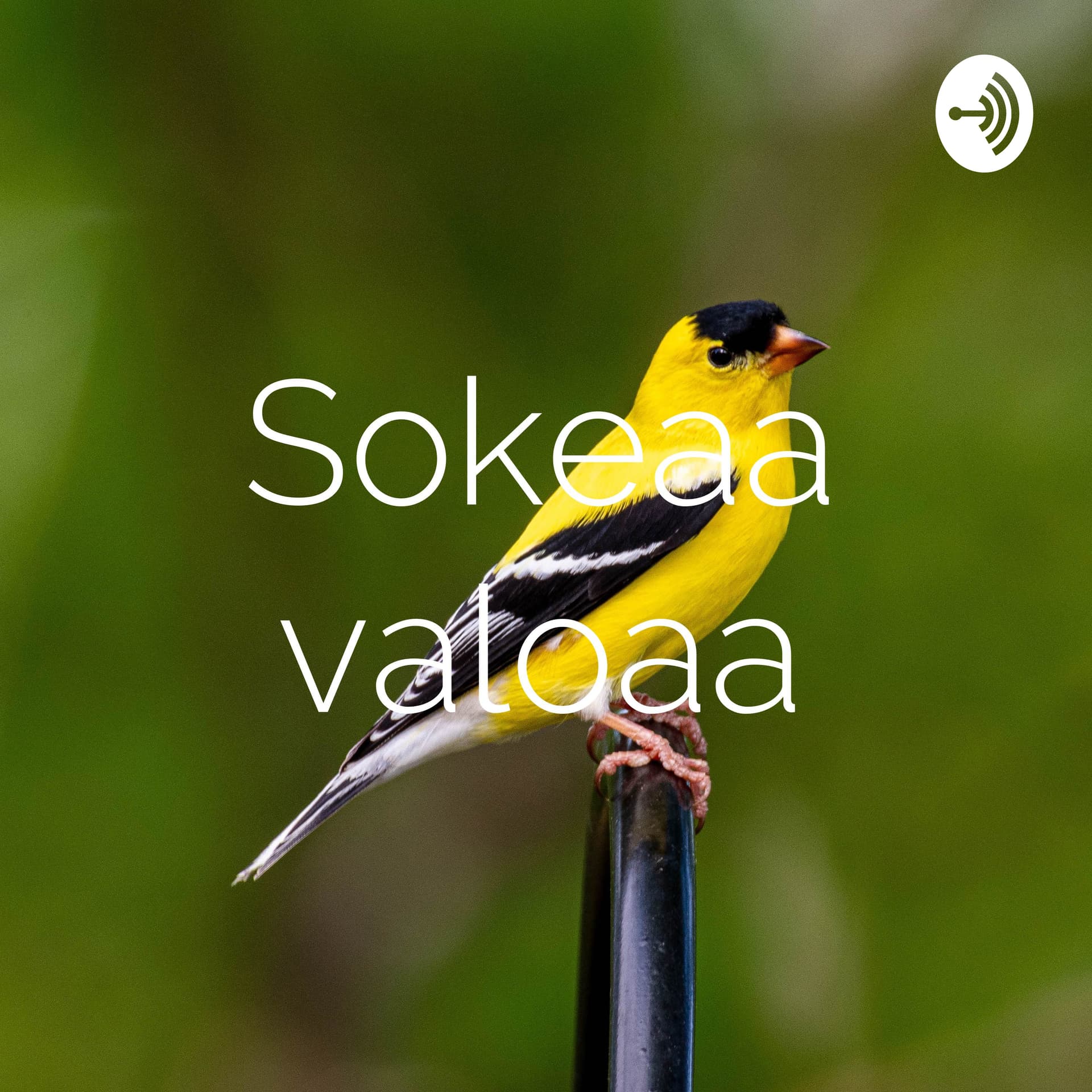 Sokeaa valoaa - Podcasts