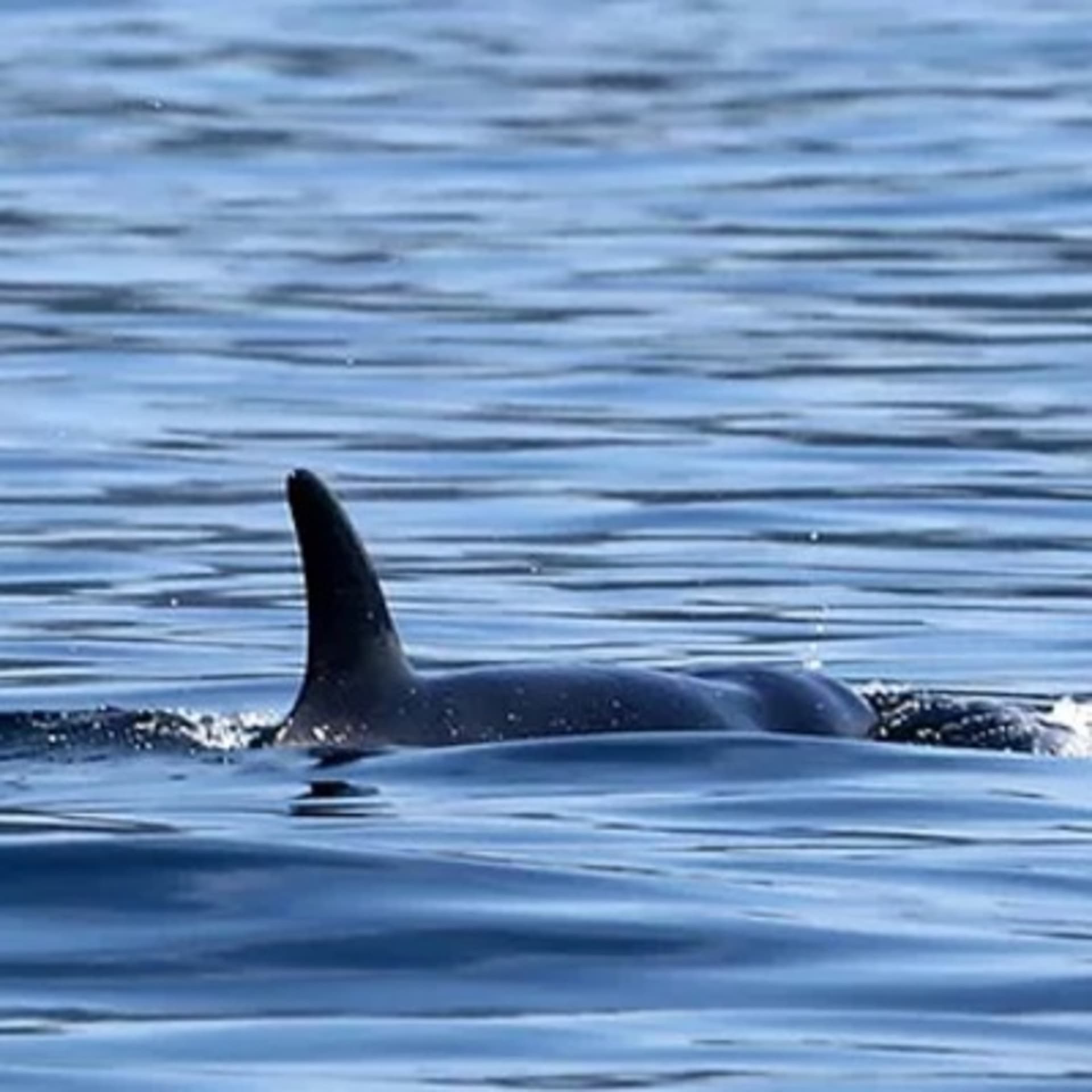 A-Pod Cast For Killer Whales - Podcasts