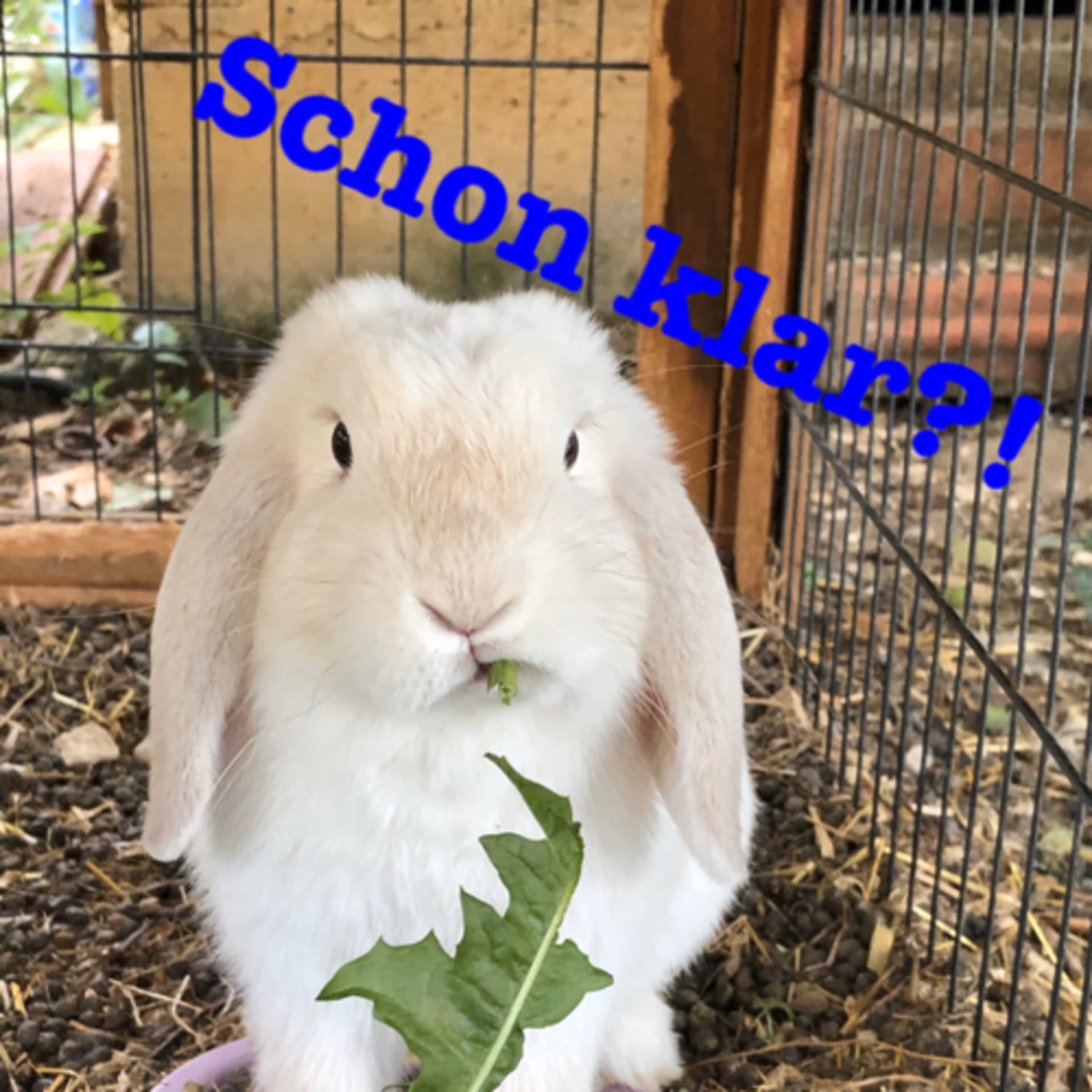 Schon klar?! - Podcasts