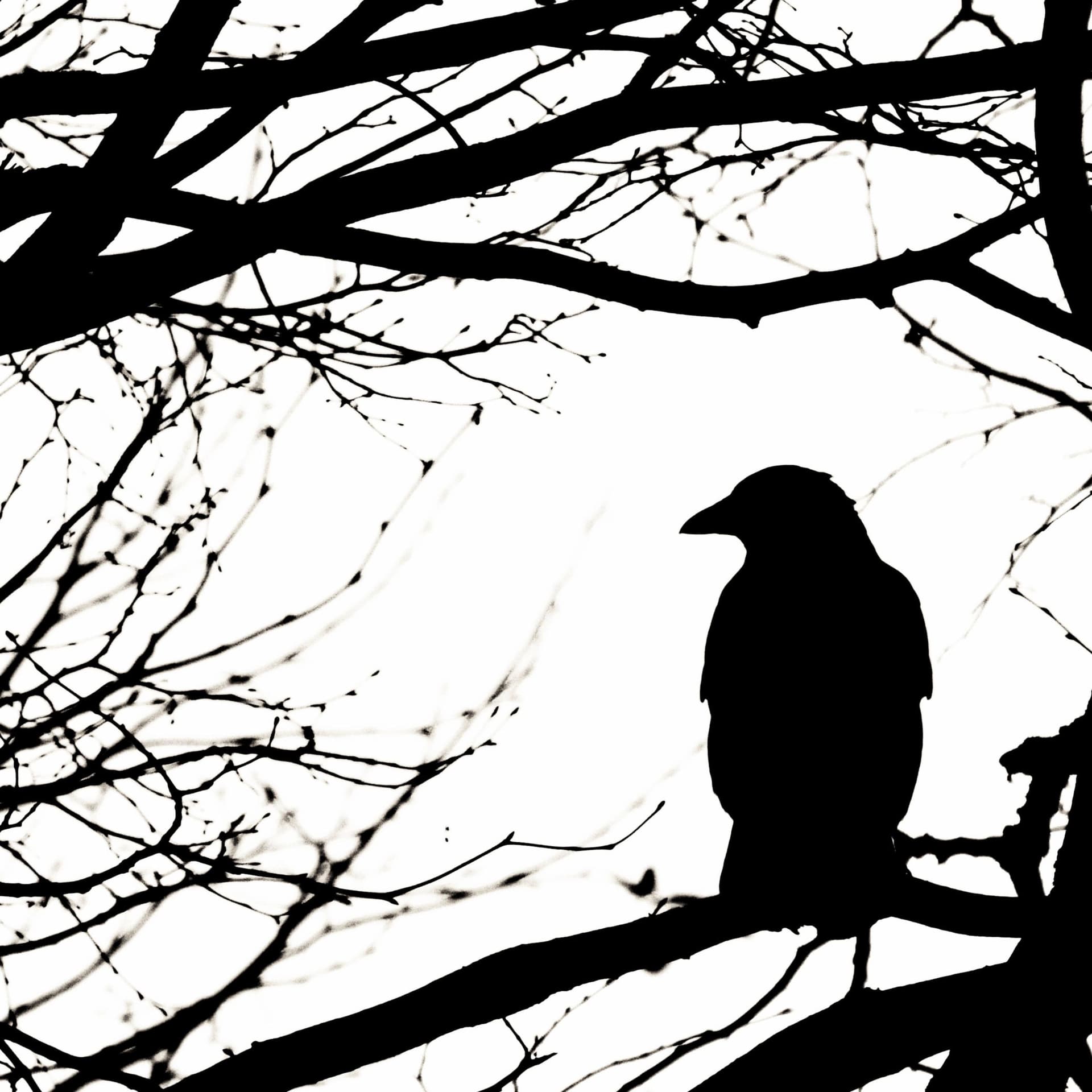 Tales From Mortimer Poe - Podcasts