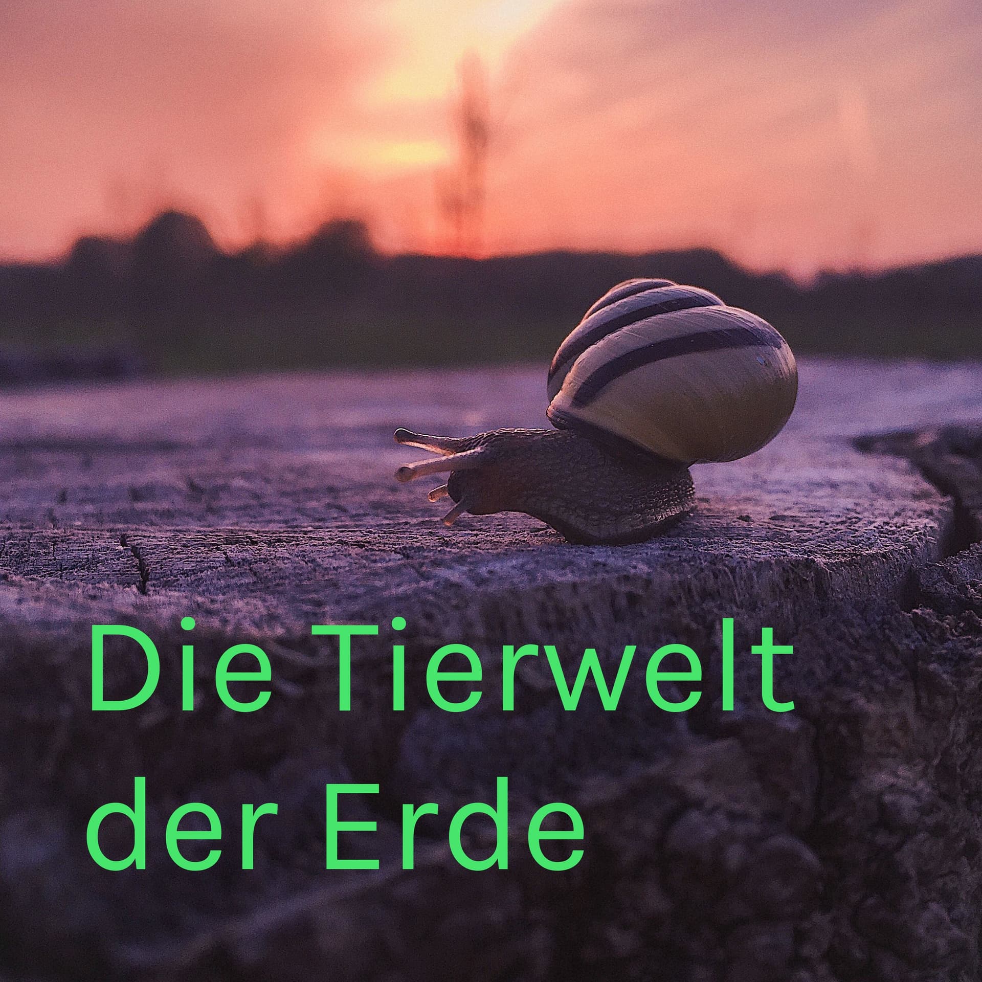 Die Tierwelt der Erde - Podcasts