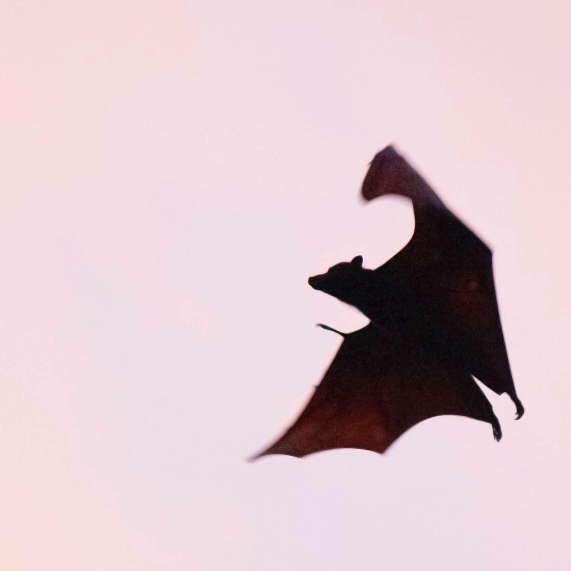 El Podcast del Señor Vampiro - Podcasts