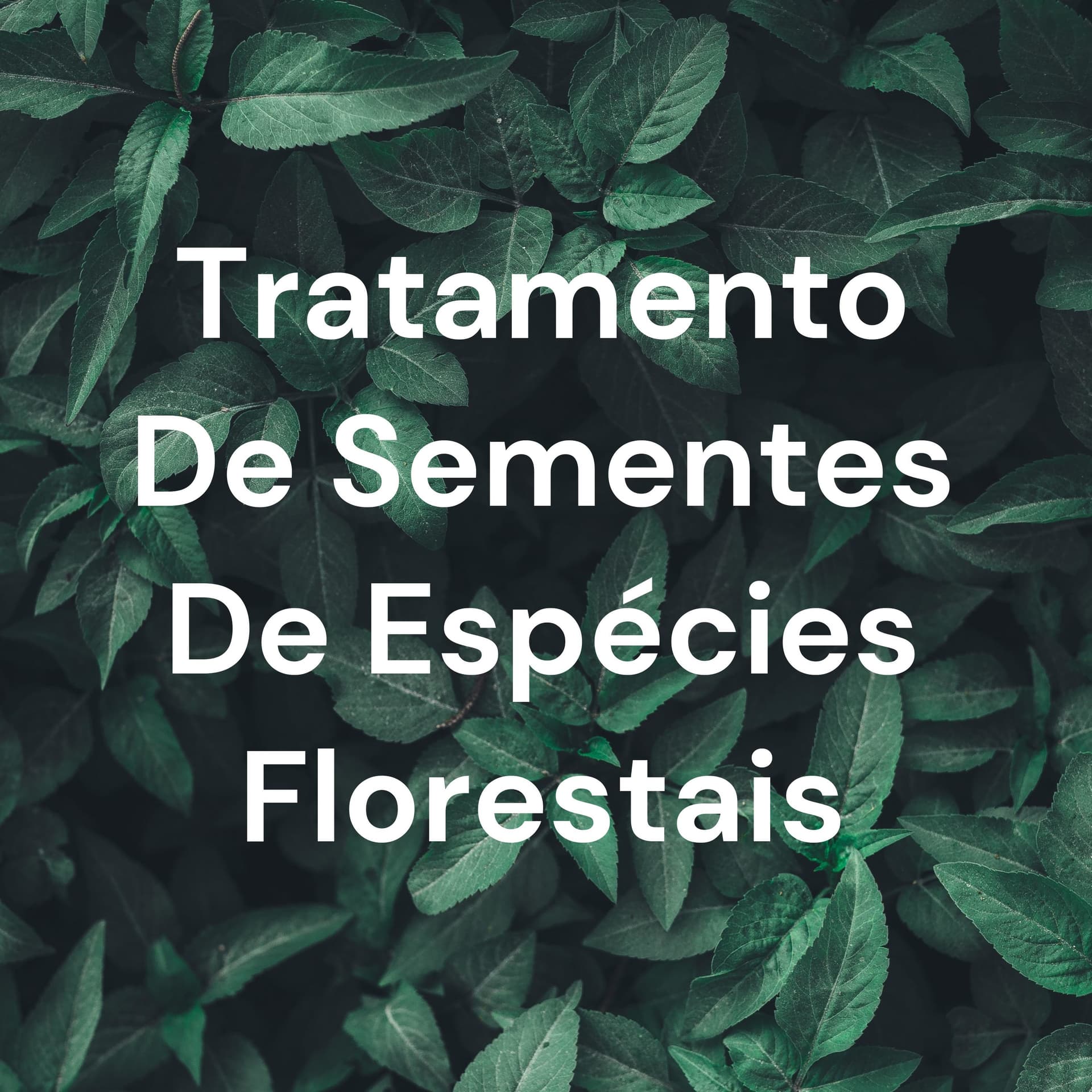 Tratamento De Sementes De Espécies Florestais