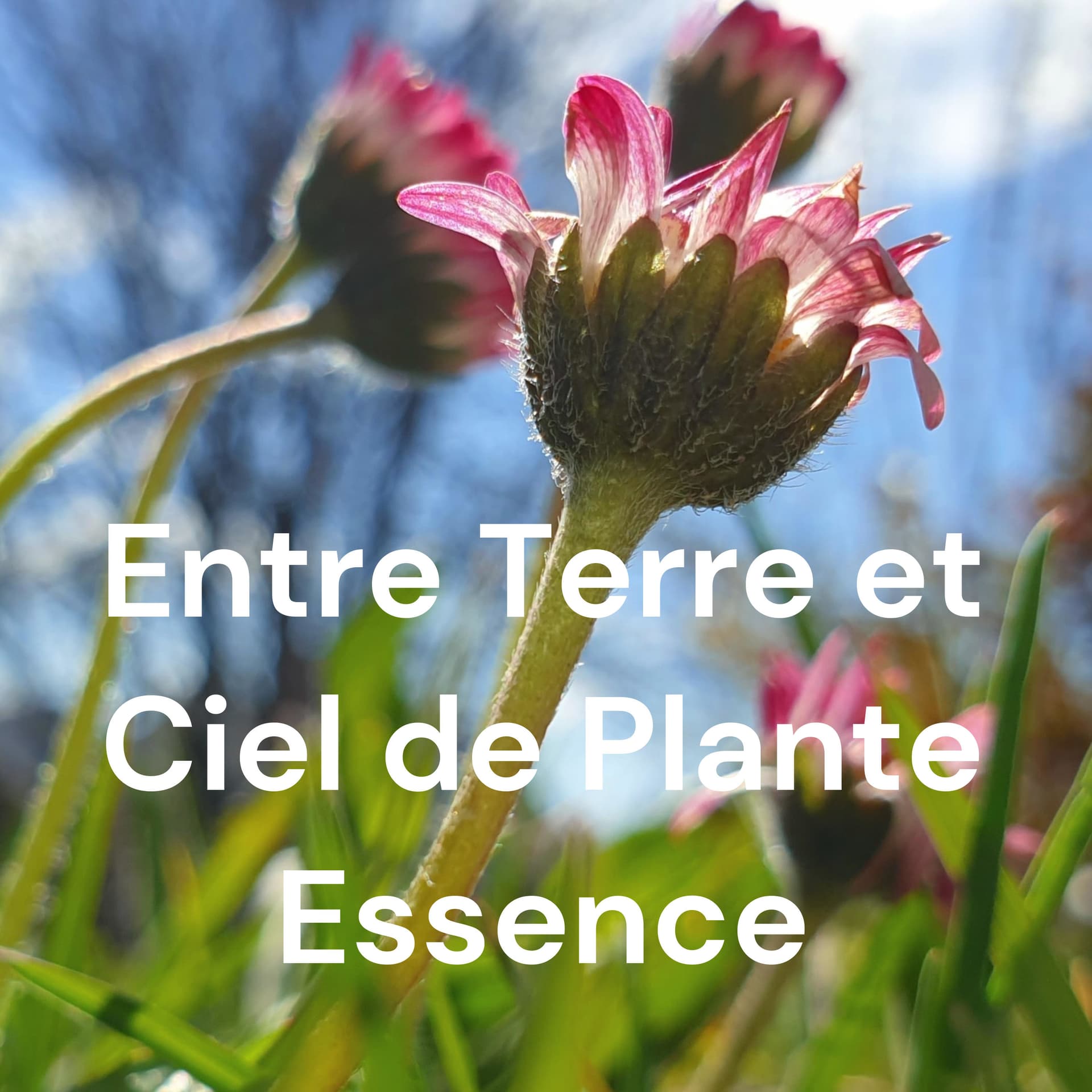 Entre Terre et Ciel de Plante Essence - Podcasts
