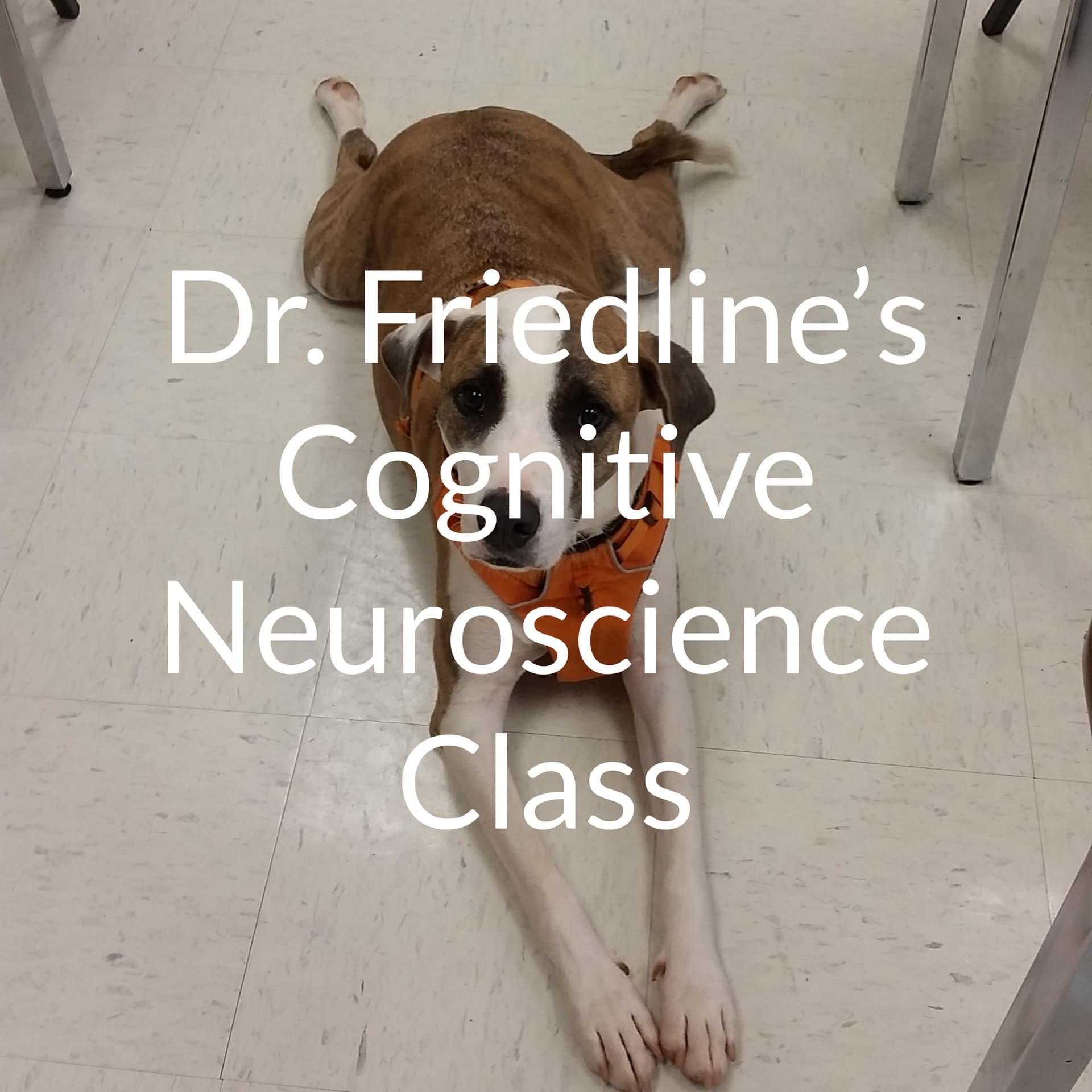 Dr. Friedline's Cognitive Neuroscience Class - Podcasts