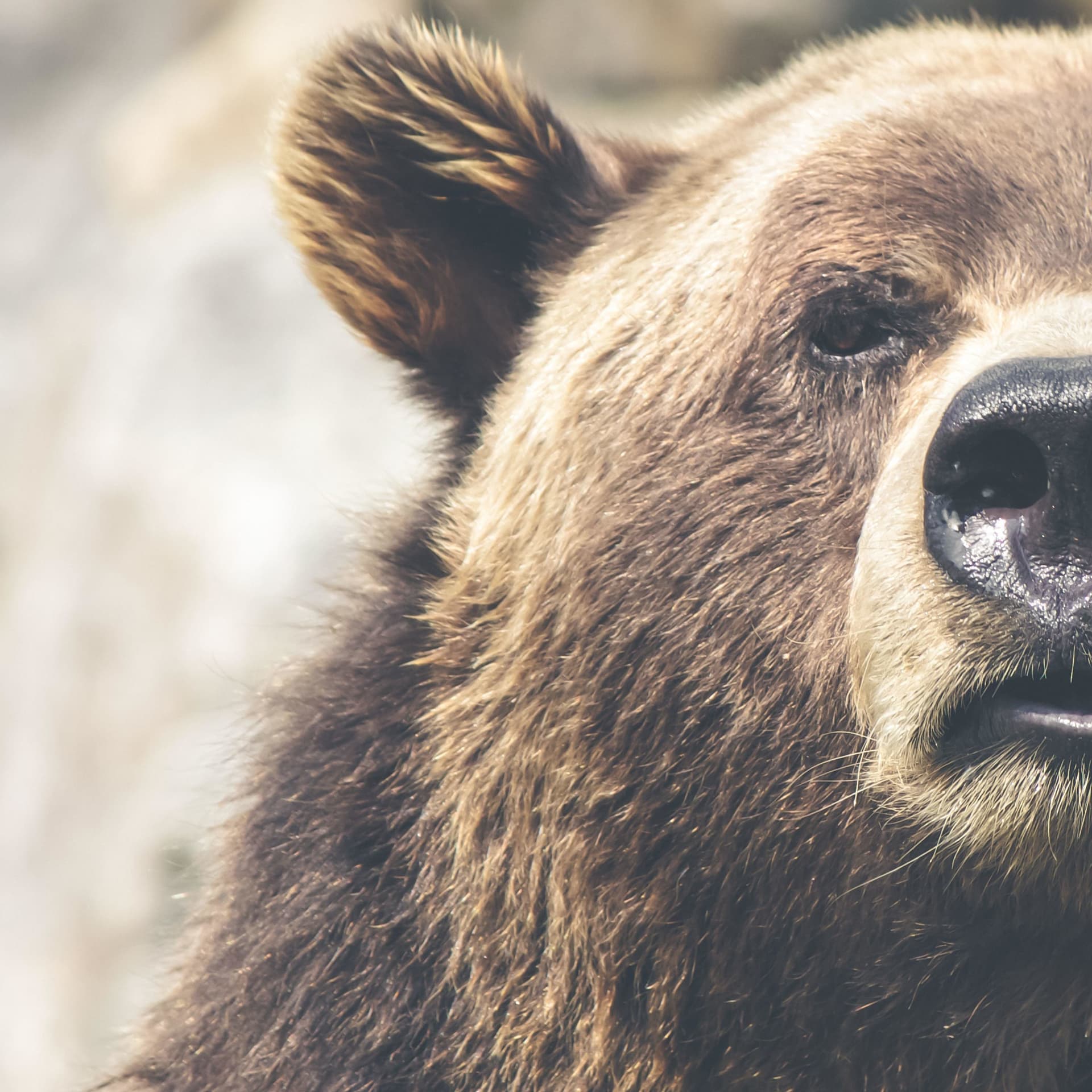 Enseñanzas de un Oso - Podcasts