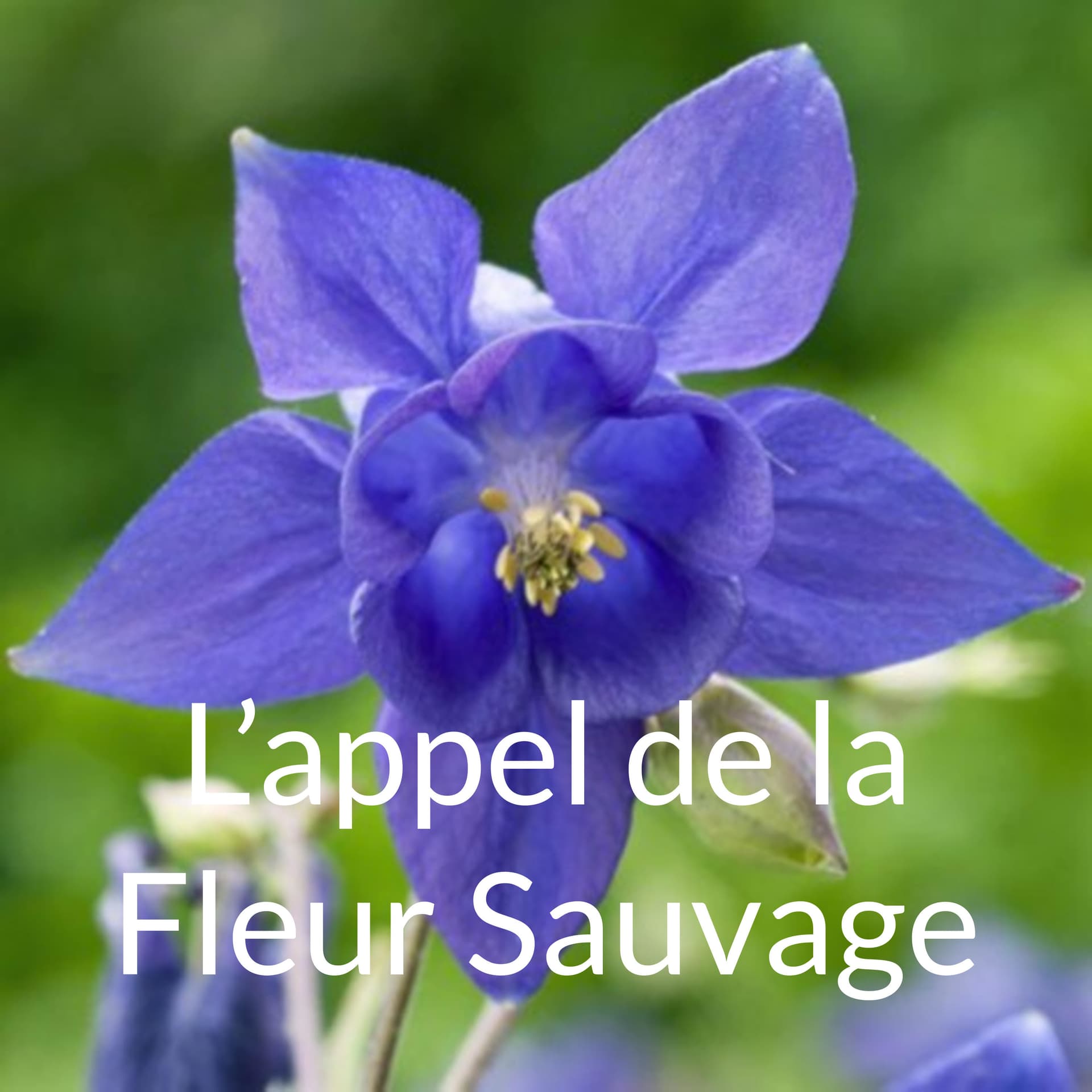 L'appel de la Fleur Sauvage - Podcasts