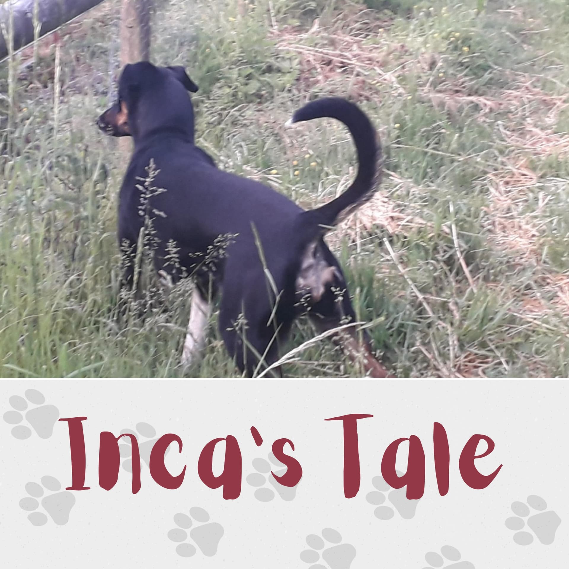 Inca's Tale - Podcasts
