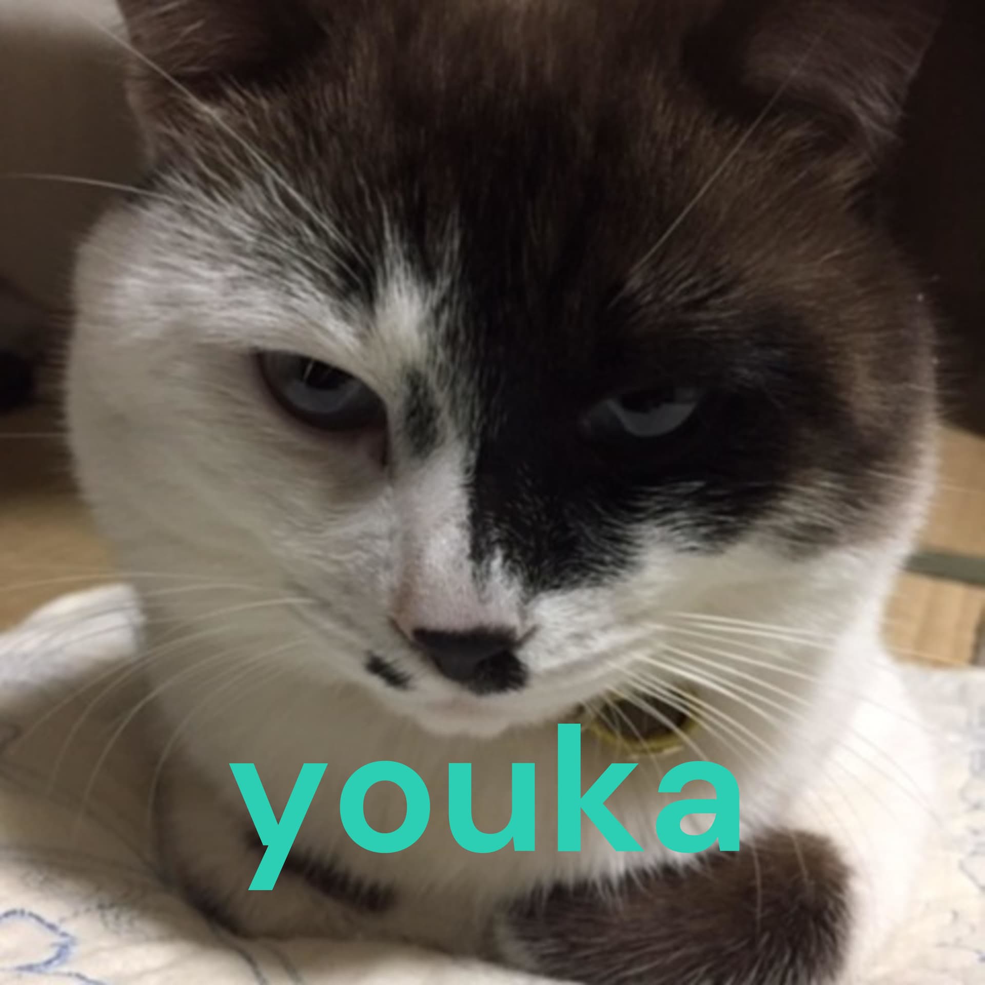 youkaのつぶやき - Podcasts