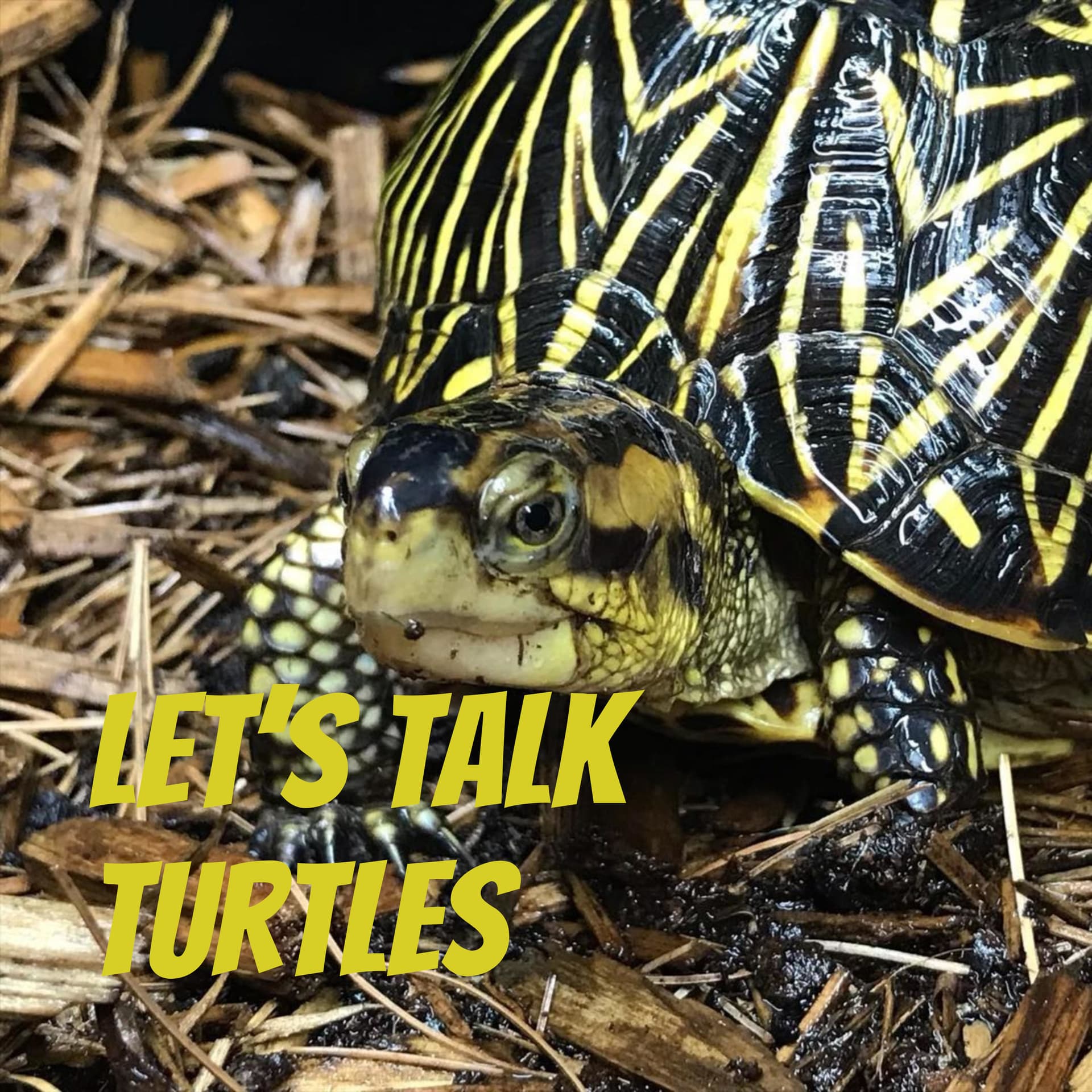 Let's Talk Turtles - Podcasts