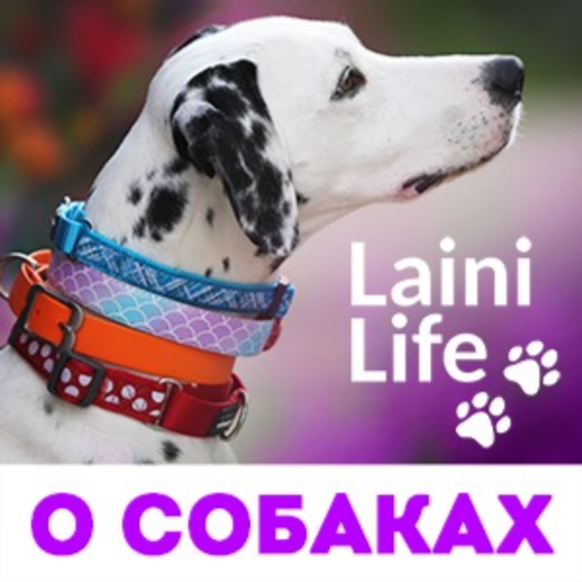 О собаках - LainiLife - Podcasts