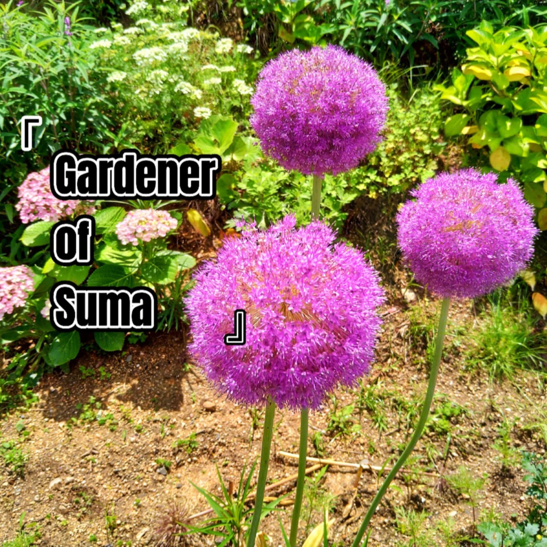 Gardener Of Suma - Podcasts