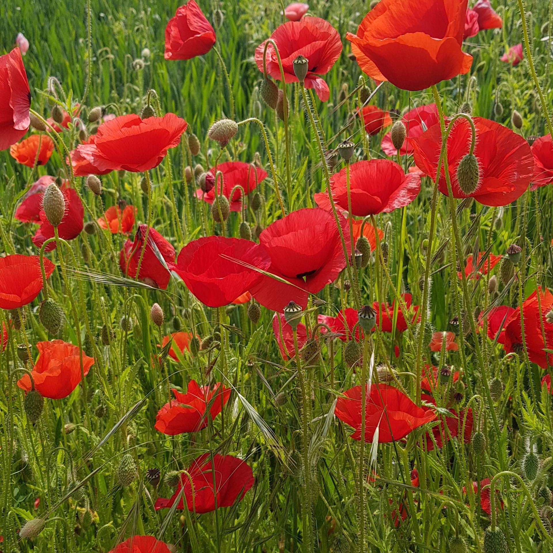 stimm_farben - Podcasts