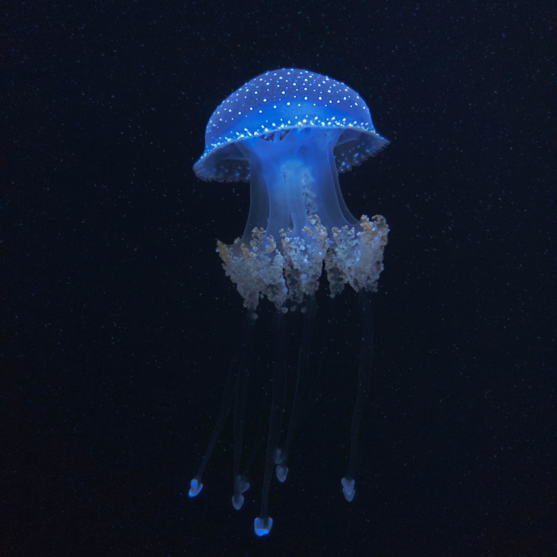 Astronautas y Medusas