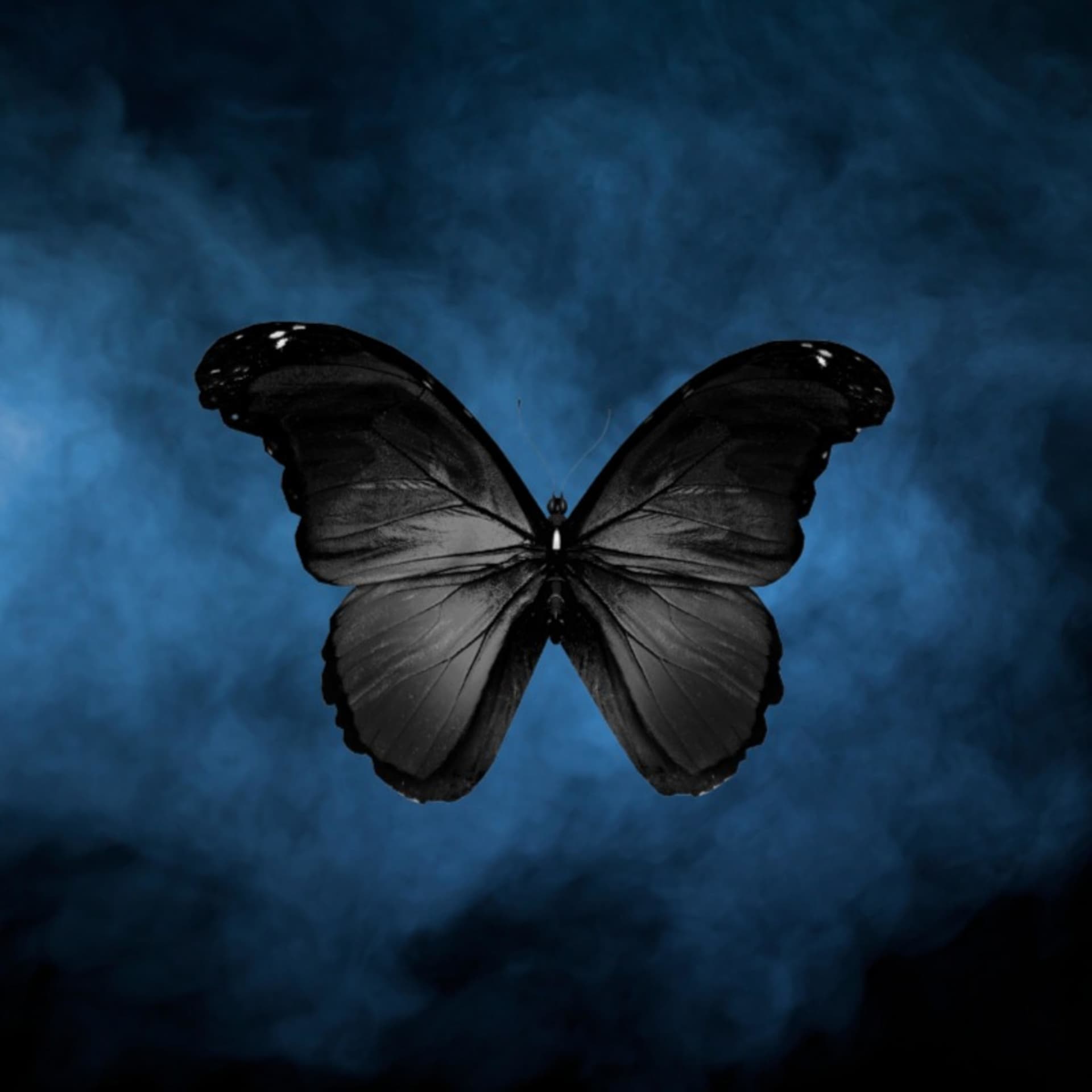 Le Papillon Noir - Podcasts