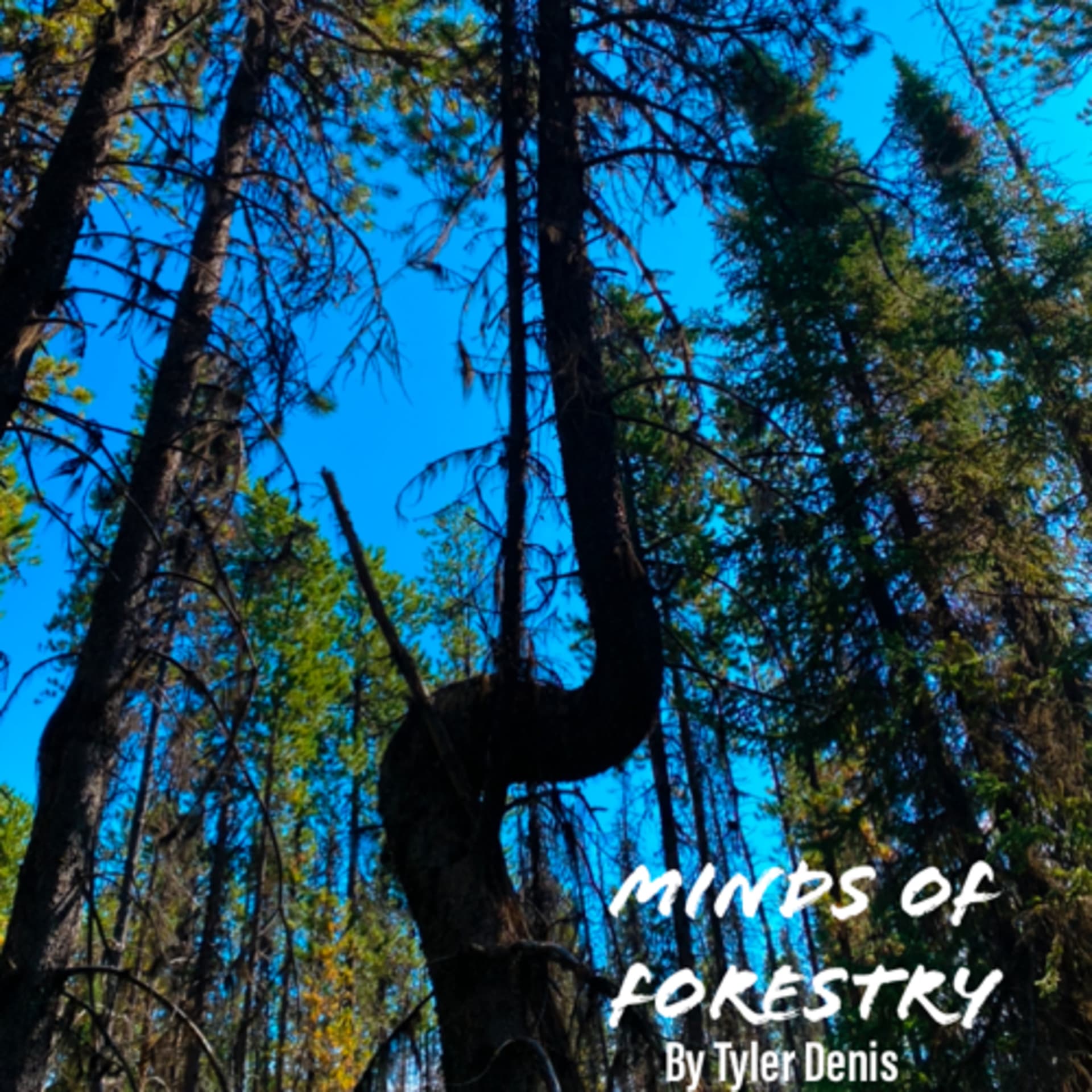 Minds of Forestry - Podcasts