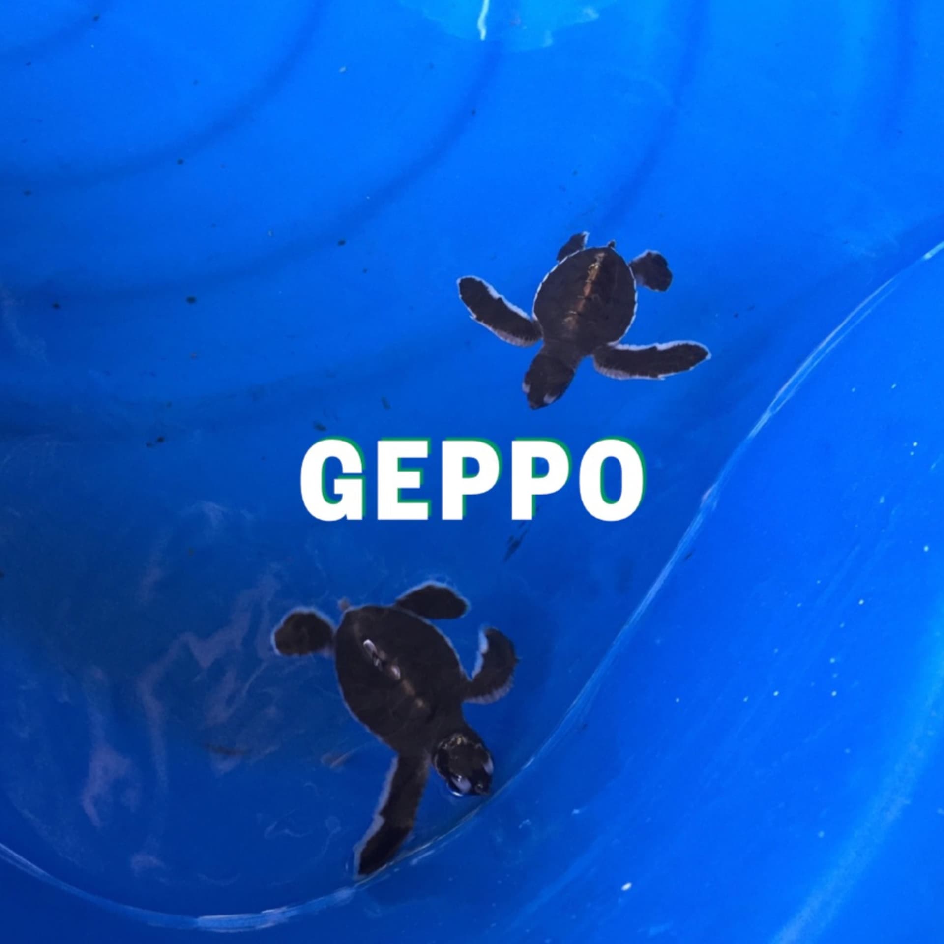 日常を、っぽく考察するGEPPO - Podcasts