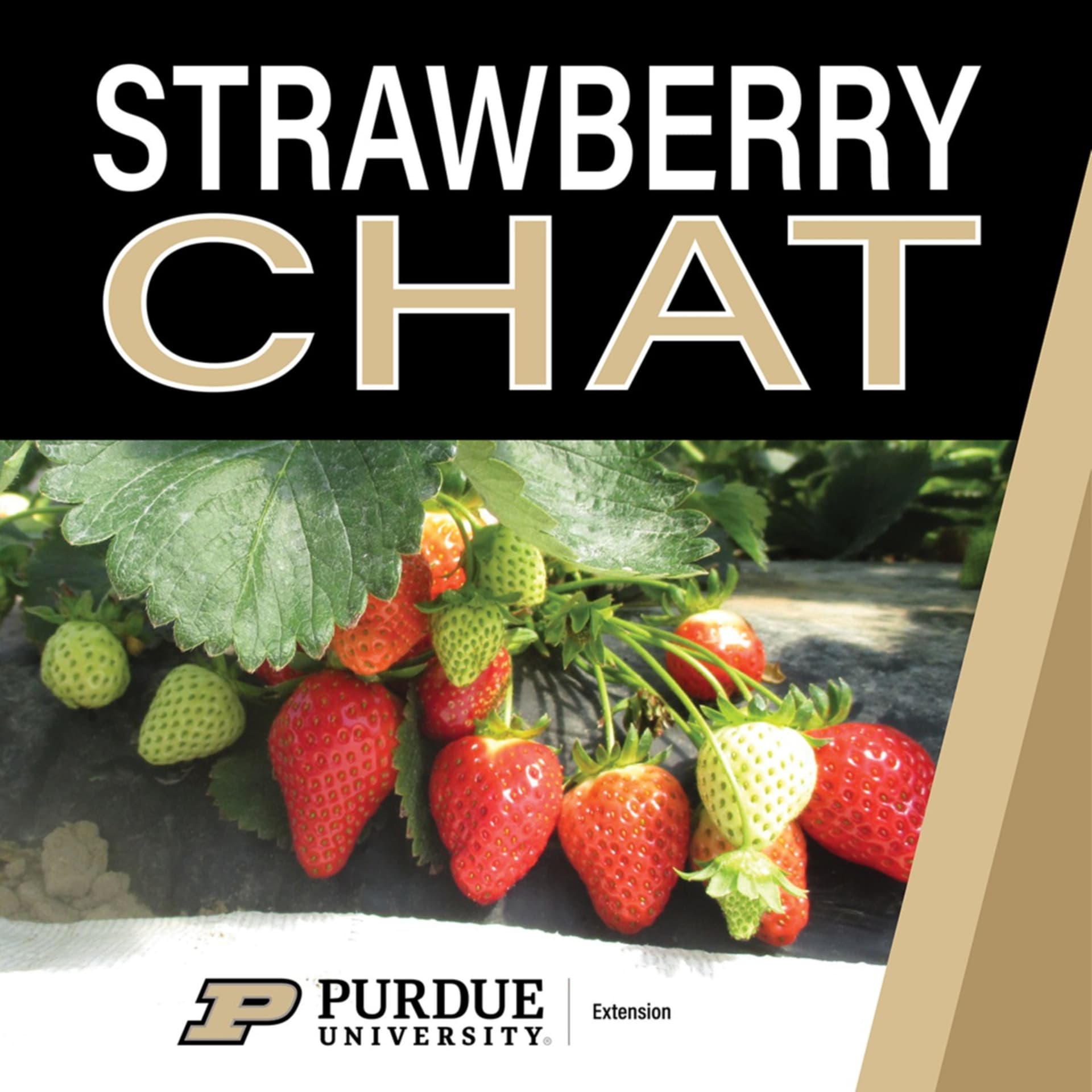 Strawberry Chat - Podcasts