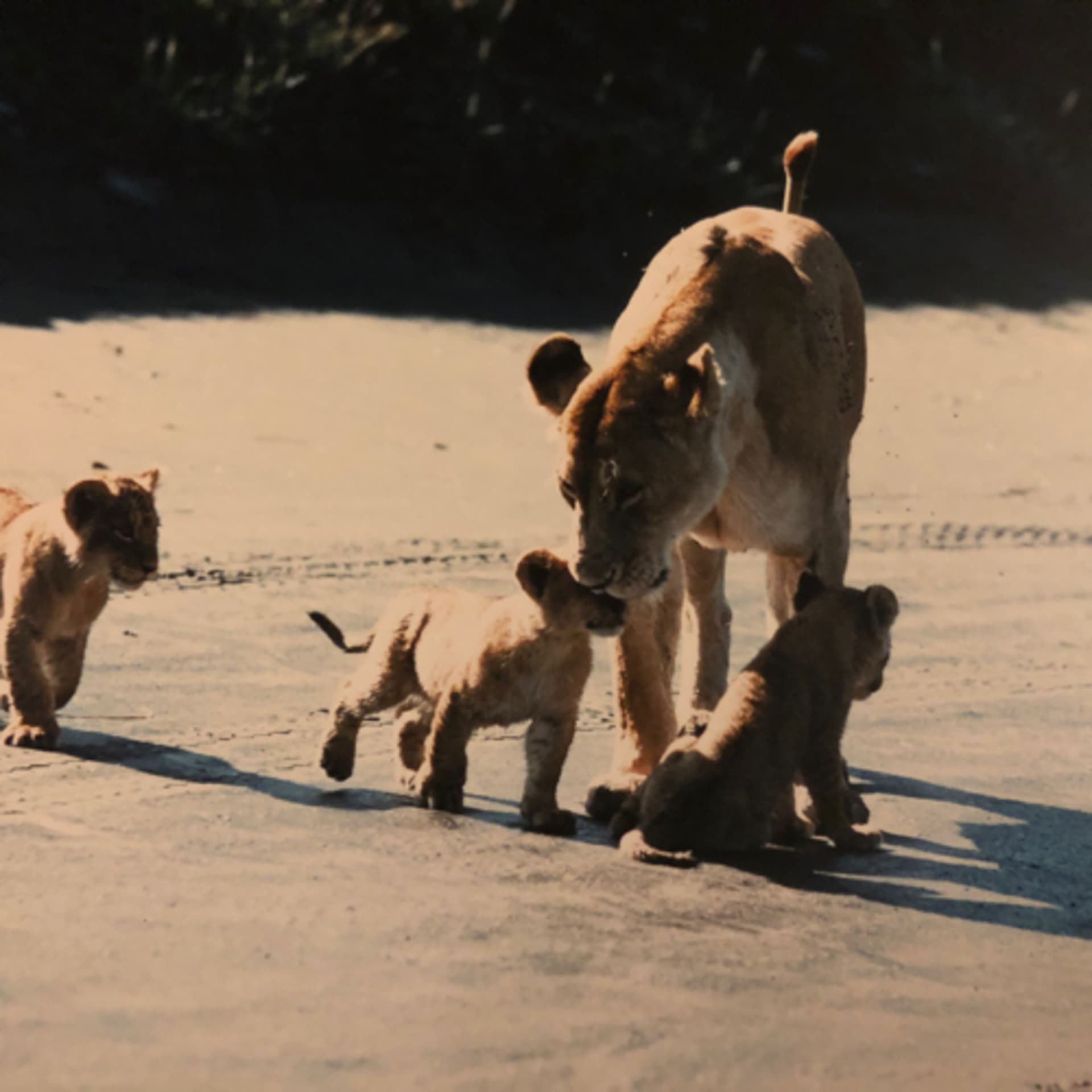 One Tough Mother - Podcasts