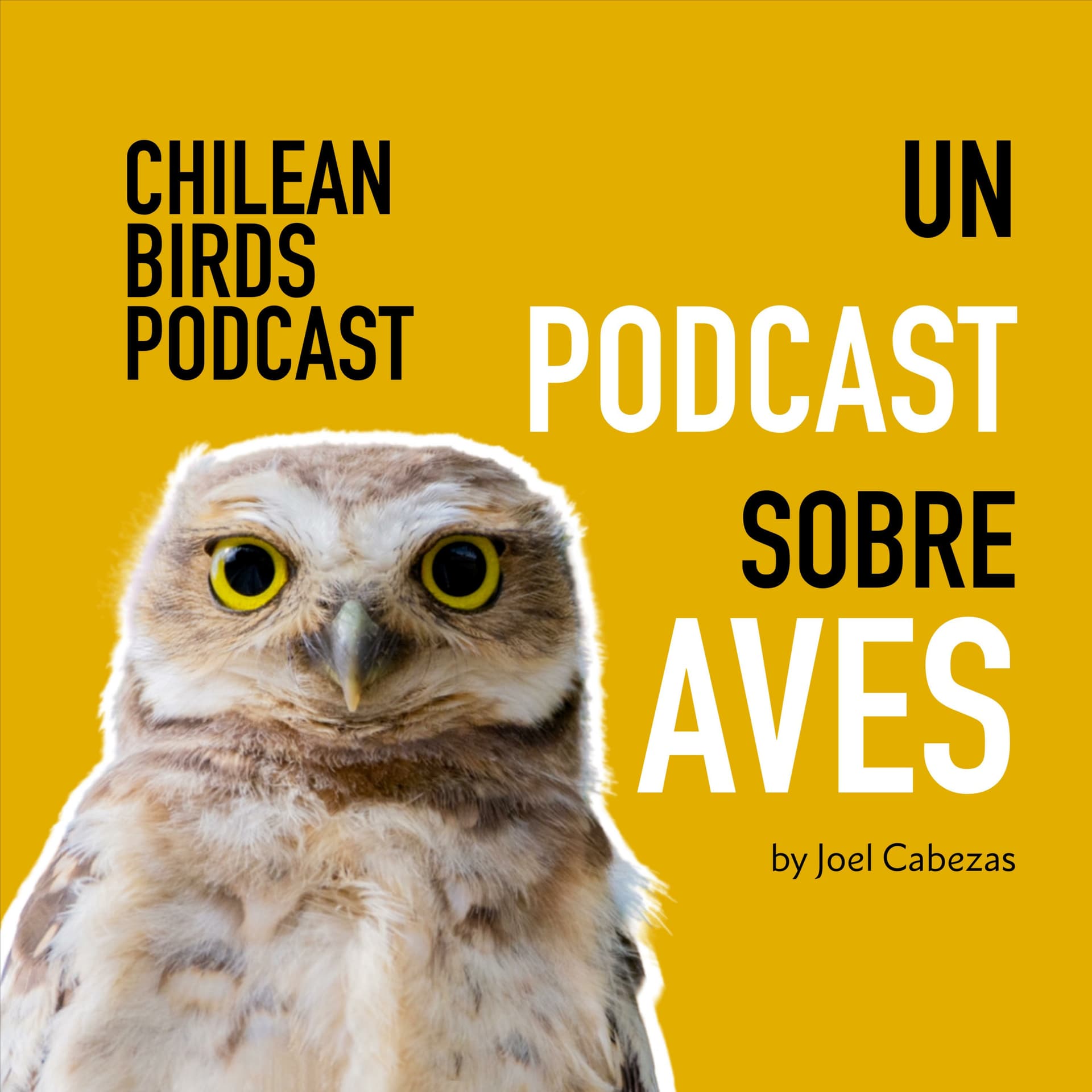 Chilean Birds Podcast - Podcasts