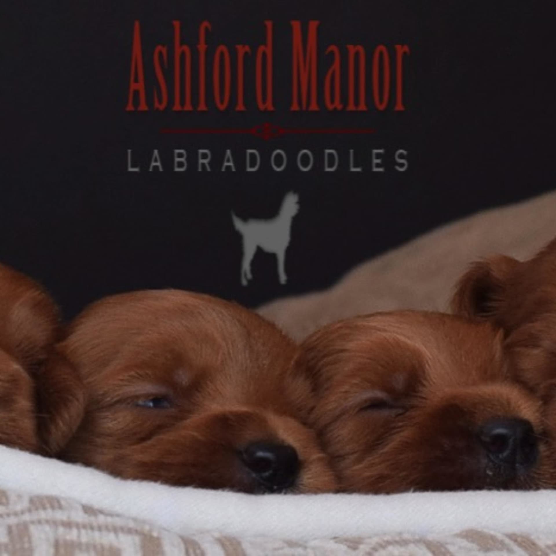 Ashford Manor Labradoodles - Podcasts