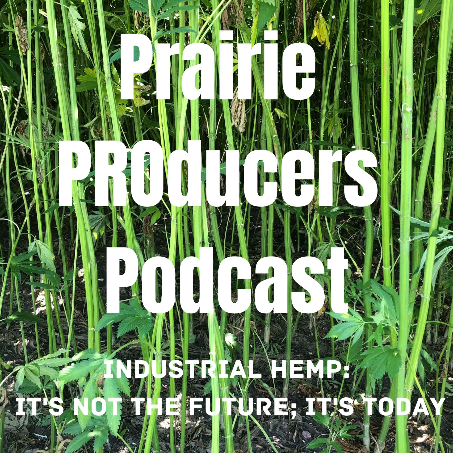 Prairie PROducers Podcast | industrial hemp: it's not the future; it's today - Podcasts
