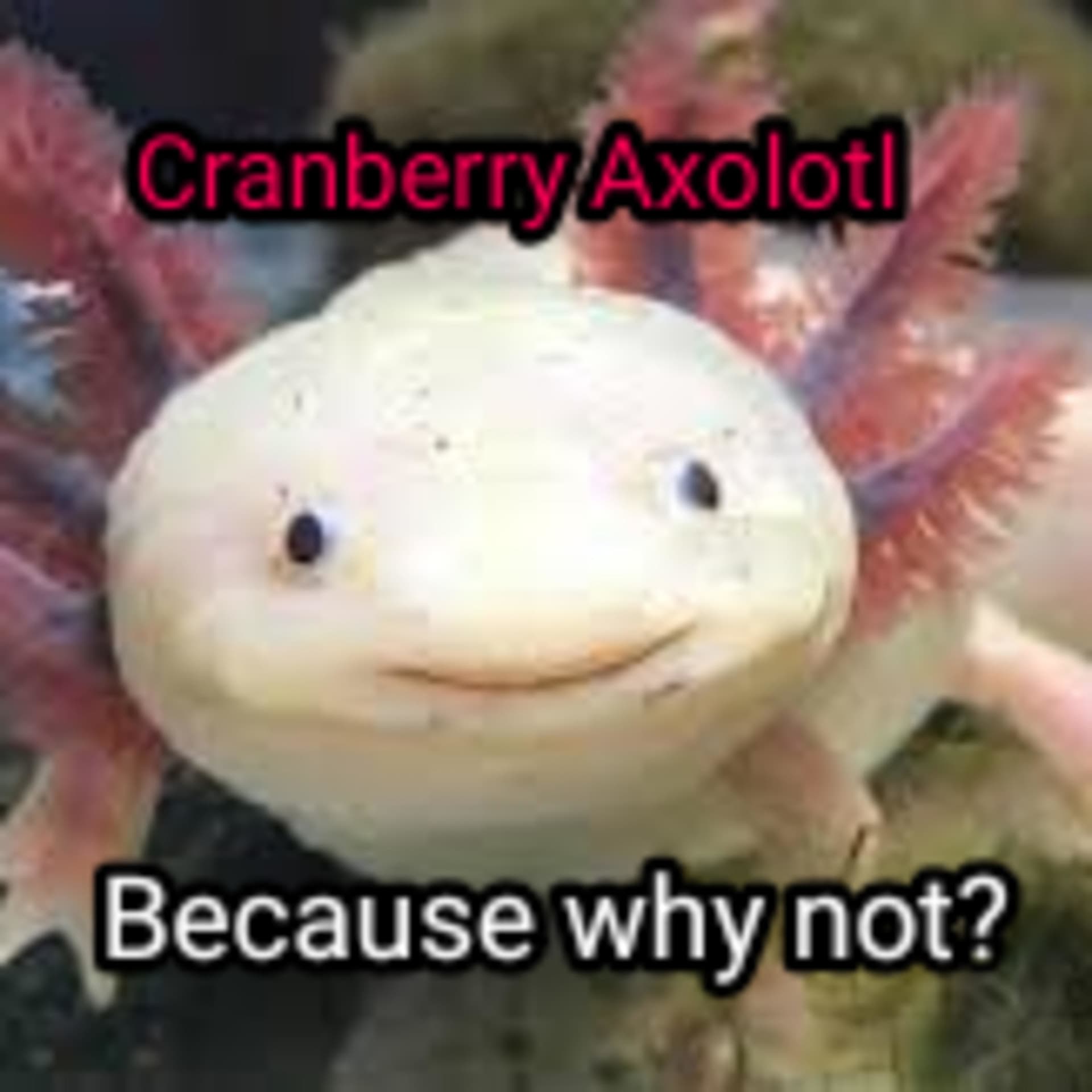 Cranberry Axolotl - Podcasts