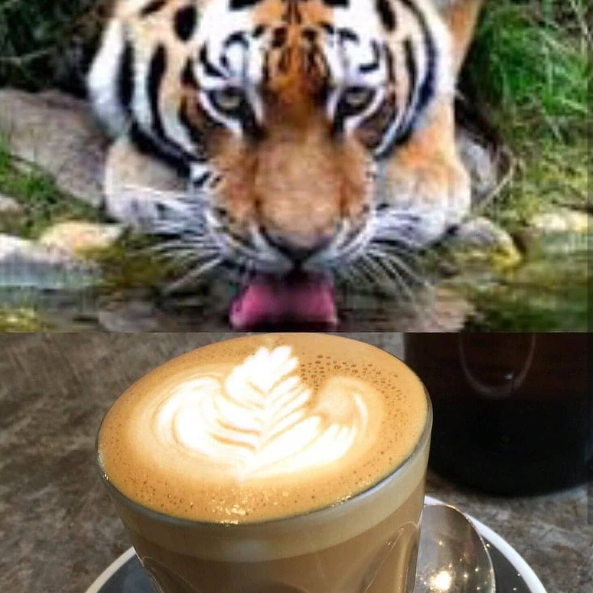 Coffee Tigers Podcast - Podcasts
