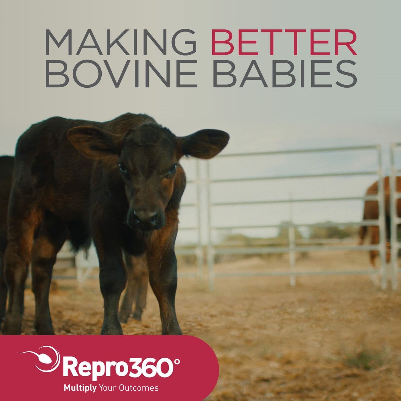 Making BETTER Bovine Babies - Podcasts