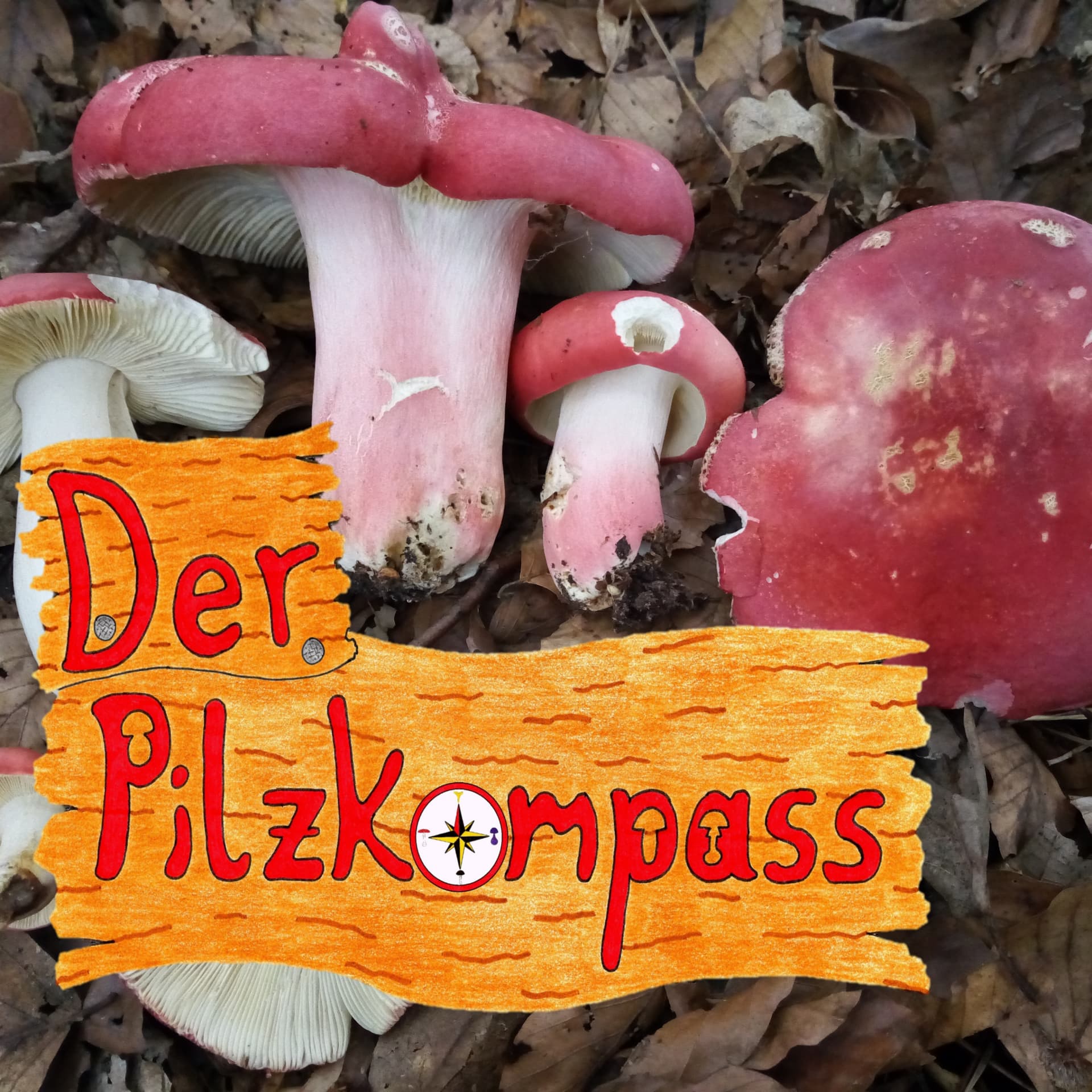 Der Pilzkompass - Podcasts